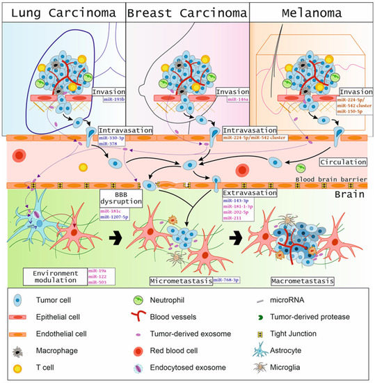 Cancers | Free Full-Text | The Significance of MicroRNAs in the Molecular  Pathology of Brain Metastases