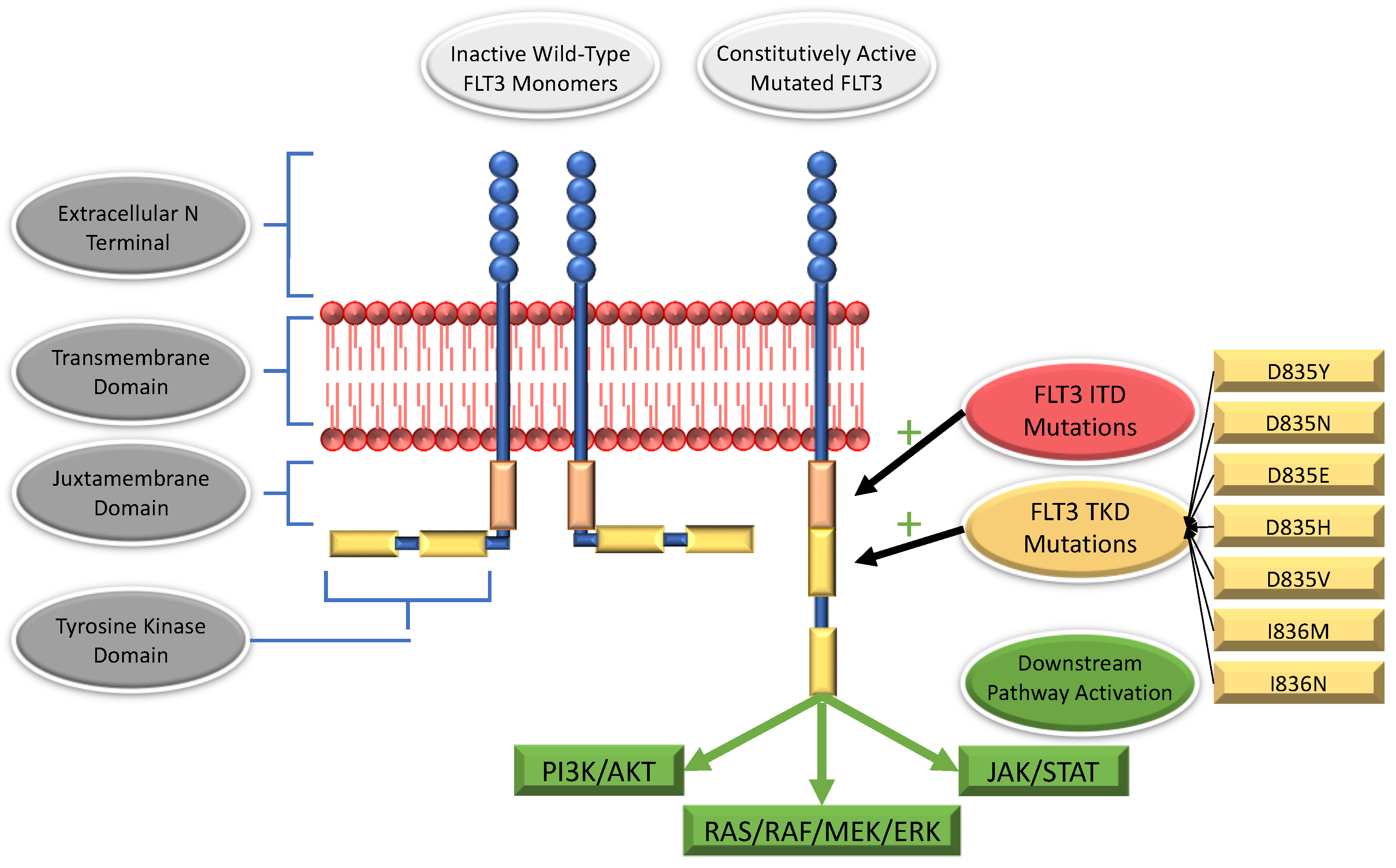 Cancers 14 03398 g002