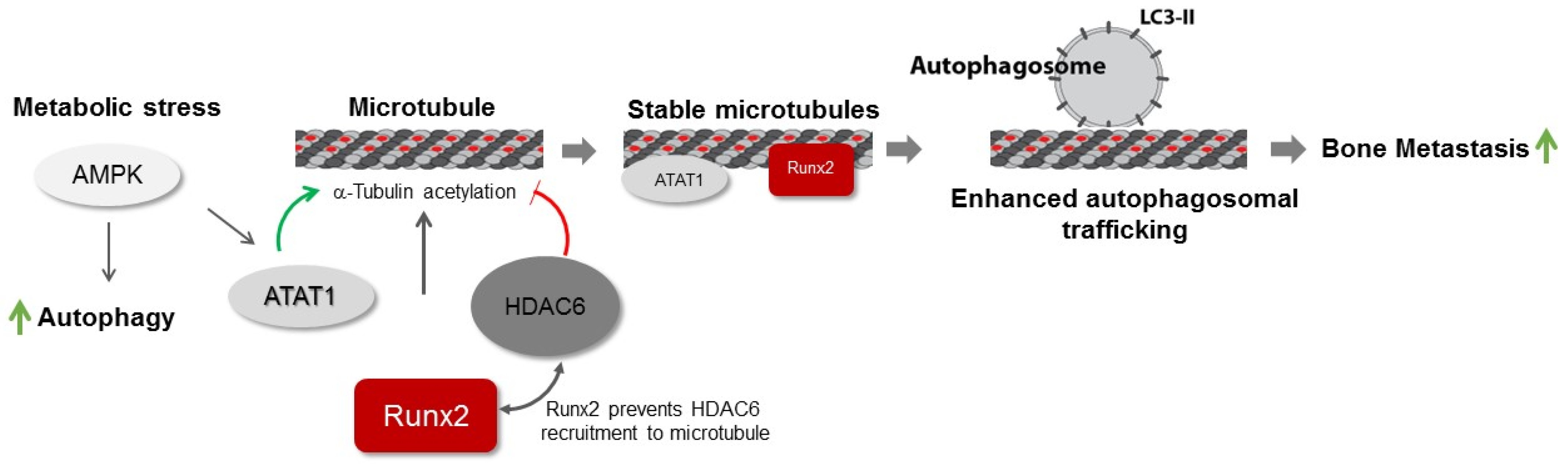 Cancers 14 03436 g008 Cancers 14 03436 g008