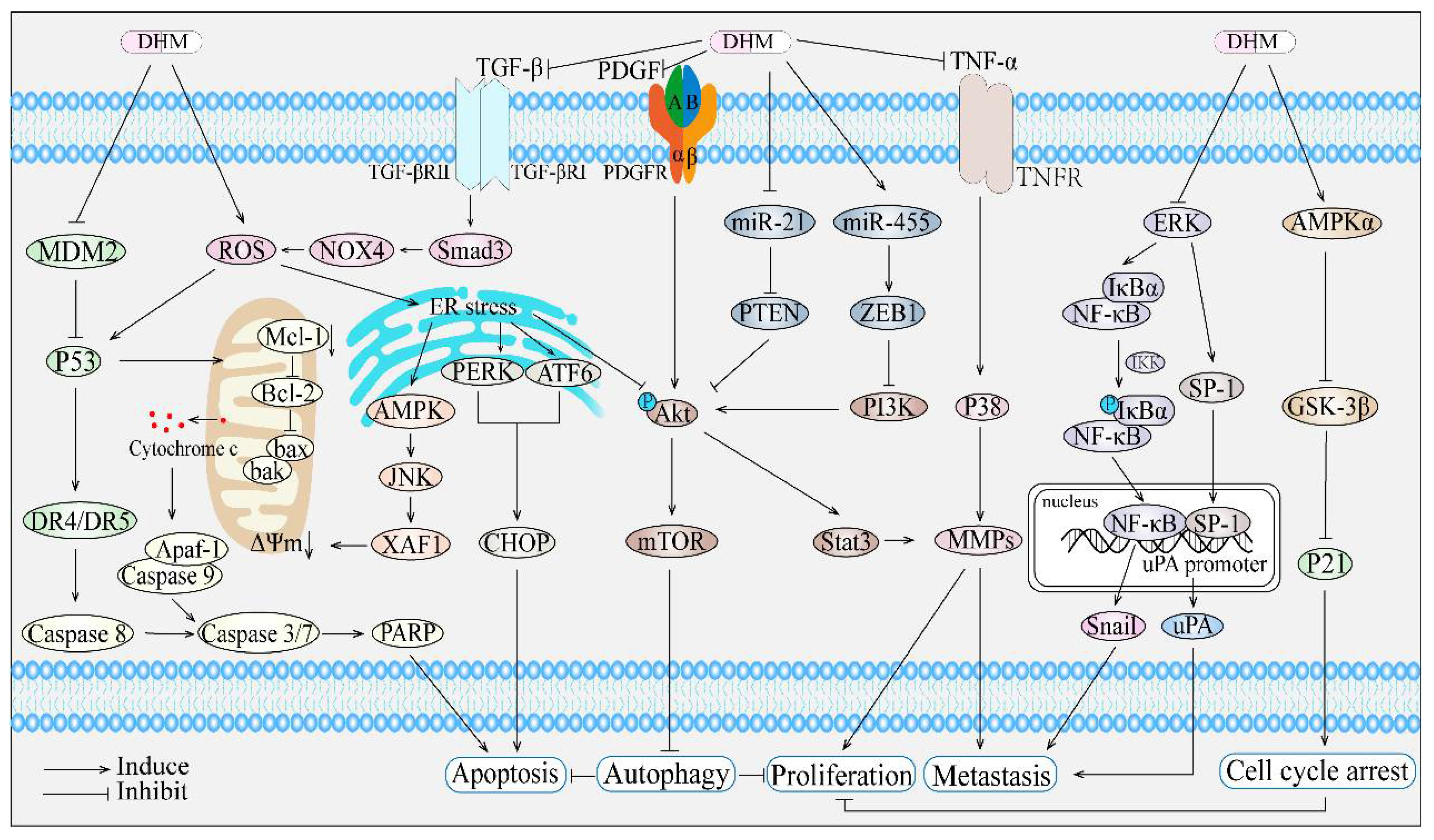 Cancers 14 03487 g001