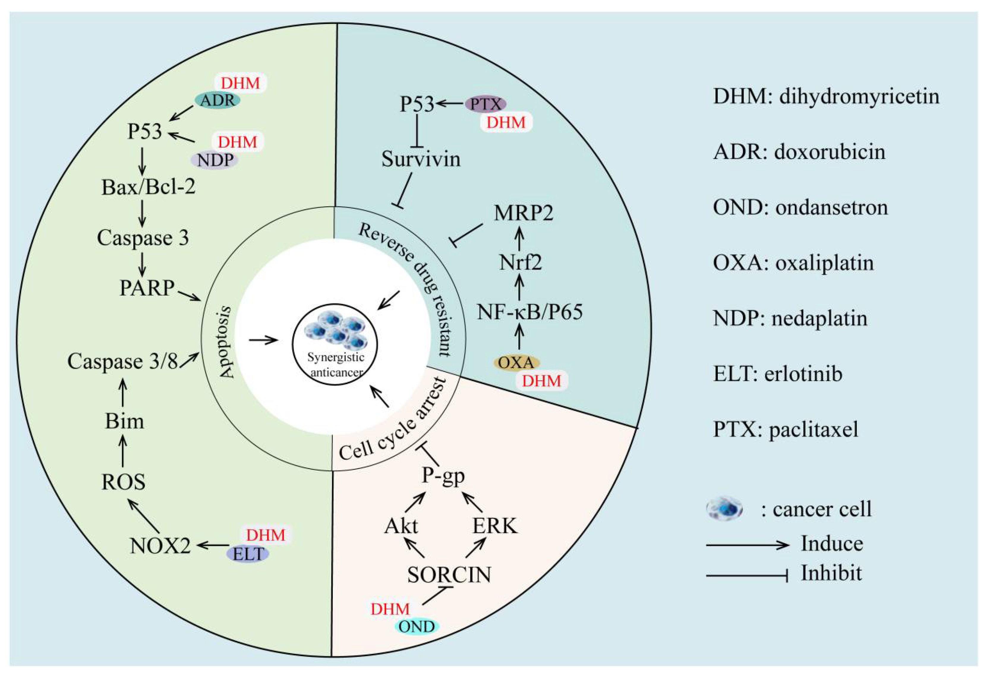 Cancers 14 03487 g002