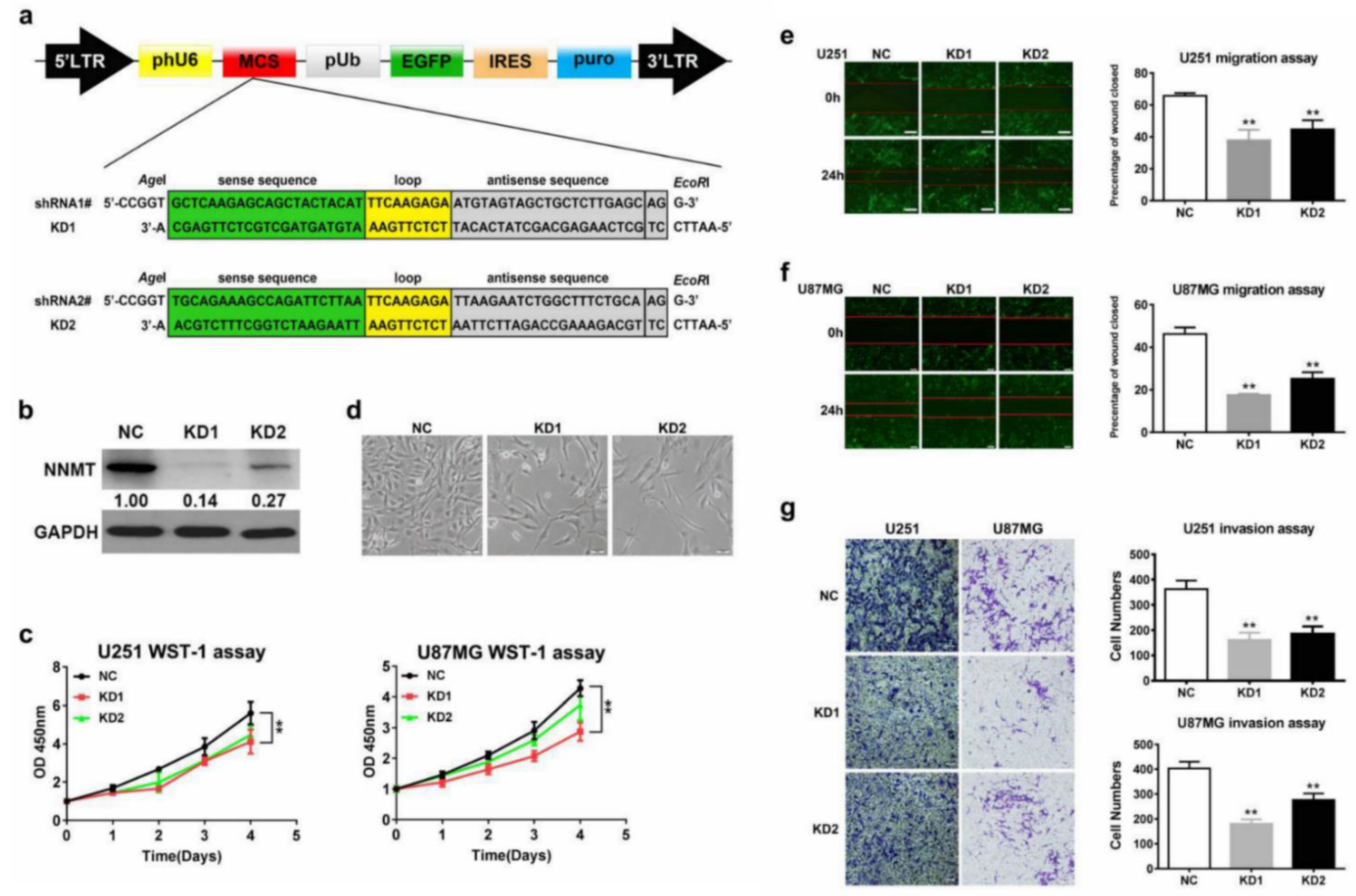 Cancers 14 03538 g003