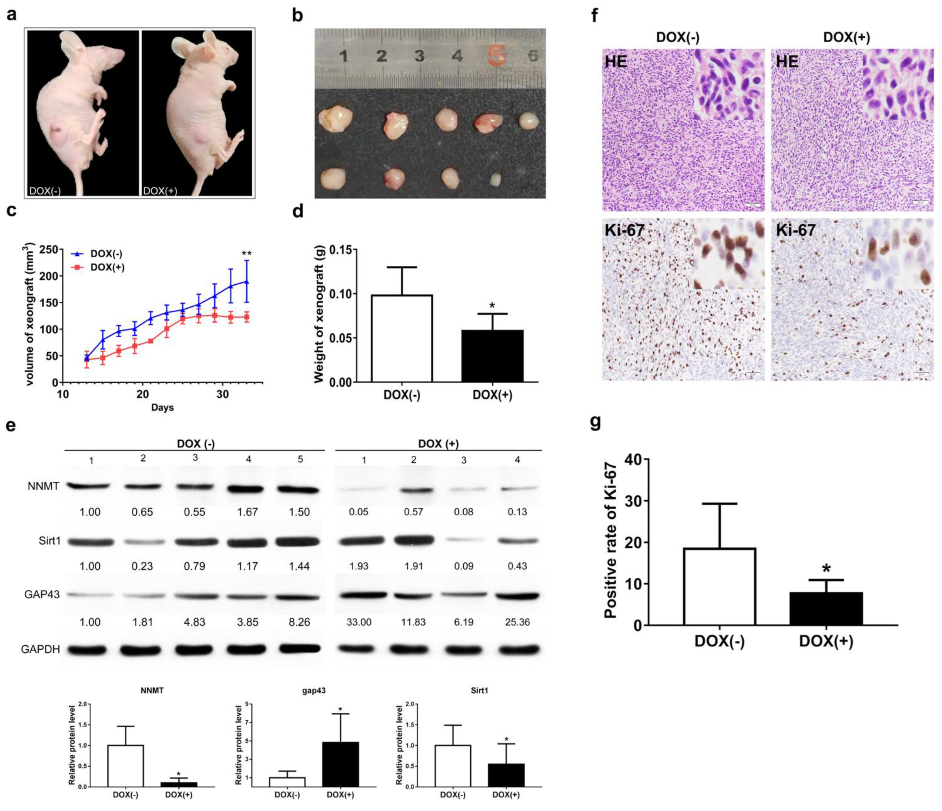 Cancers 14 03538 g007
