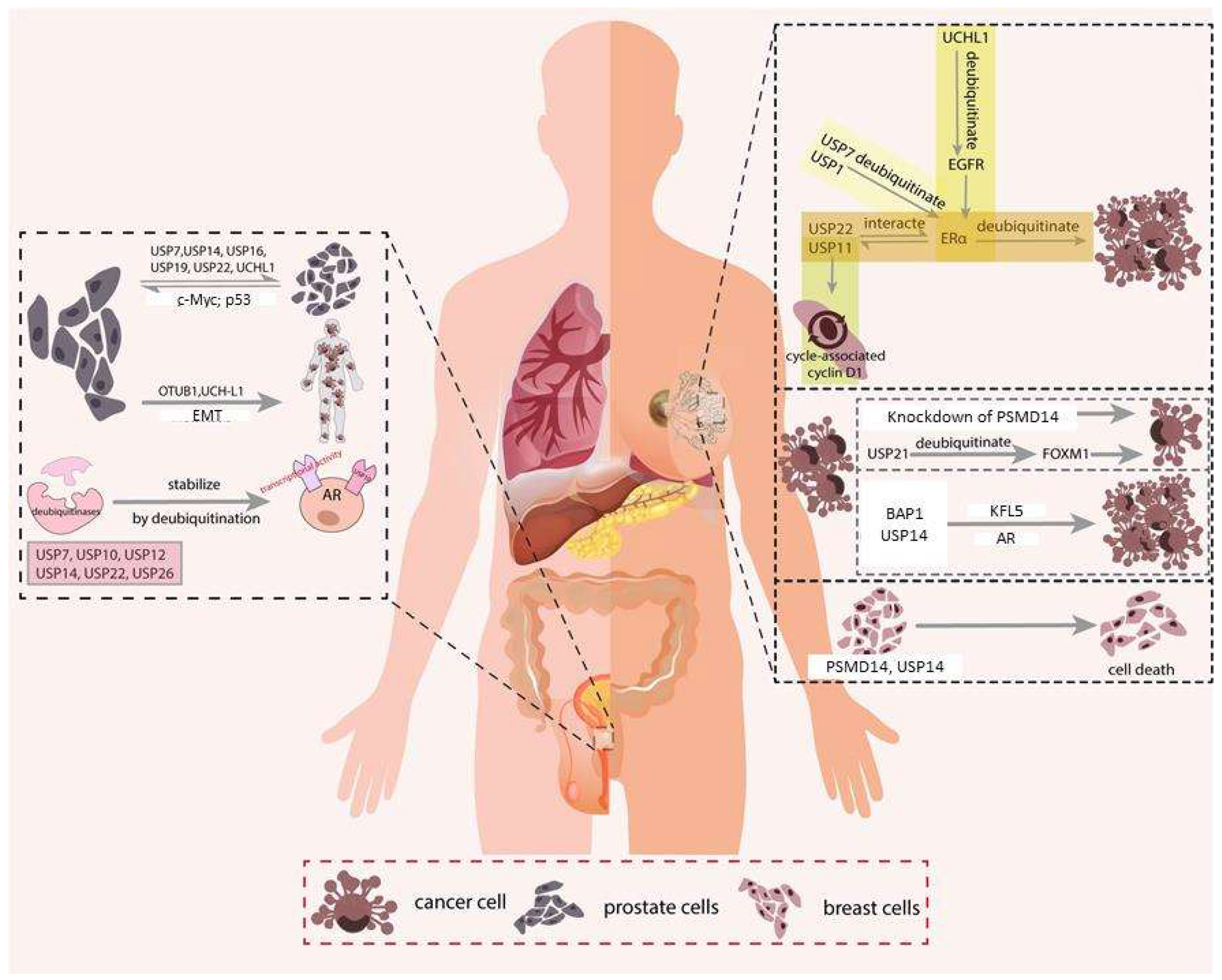 Cancers 14 03547 g003