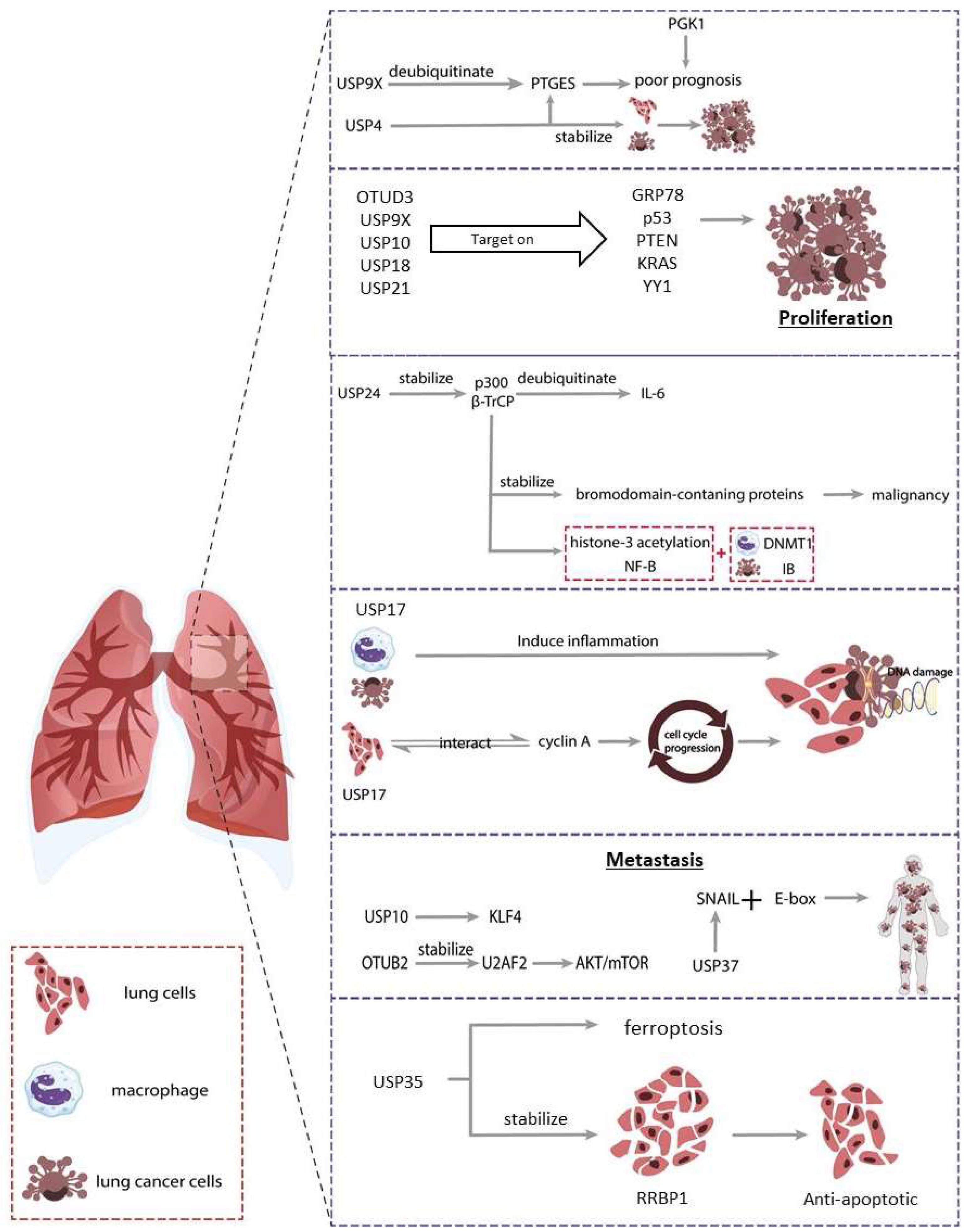 Cancers 14 03547 g004
