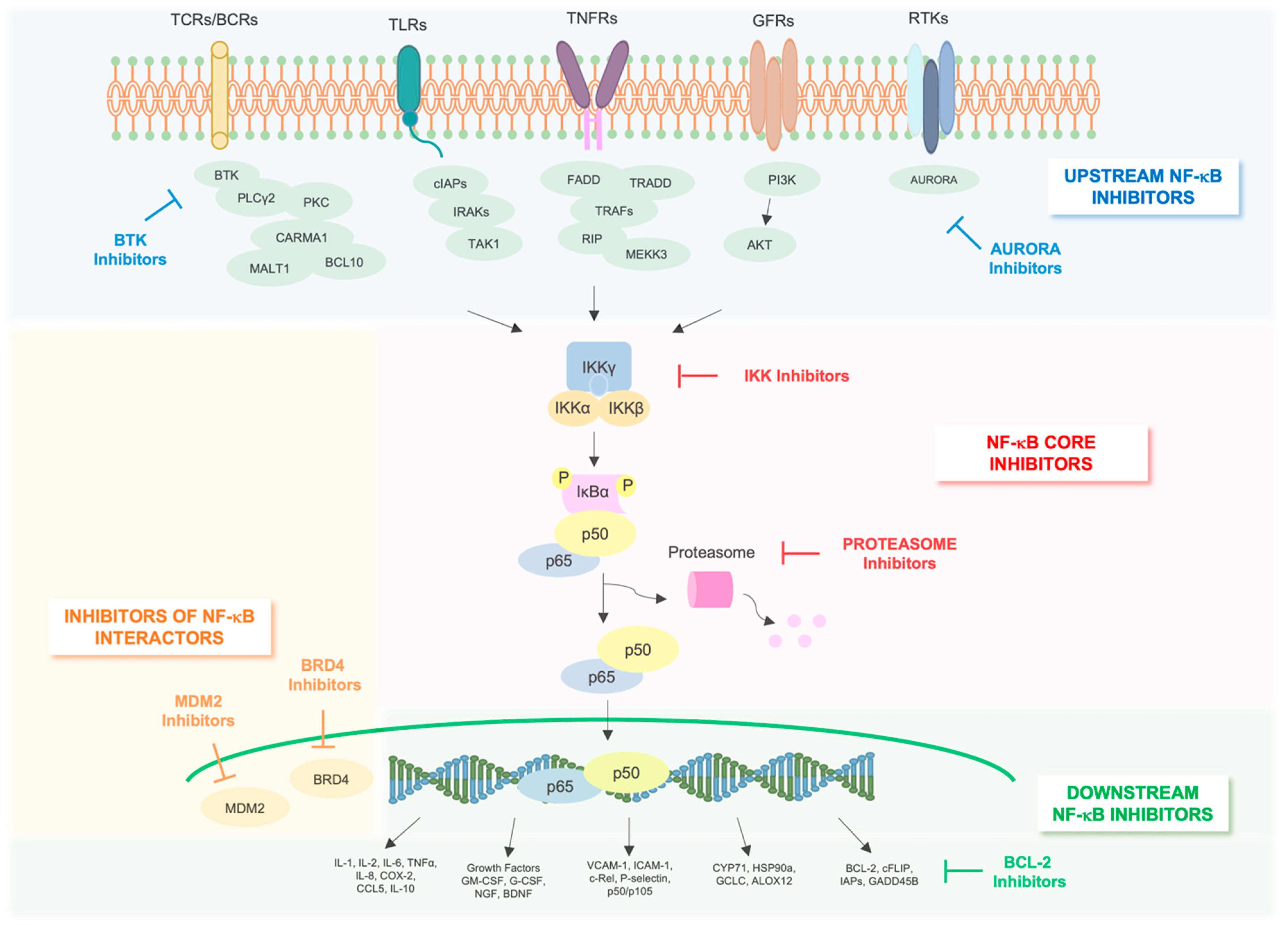 Cancers | Free Full-Text | NF-&kappa;B: A Druggable Target in Acute Myeloid  Leukemia