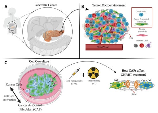 Cancers | Free Full-Text | Potential of Gold Nanoparticles in Current  Radiotherapy Using a Co-Culture Model of Cancer Cells and Cancer Associated  Fibroblasts