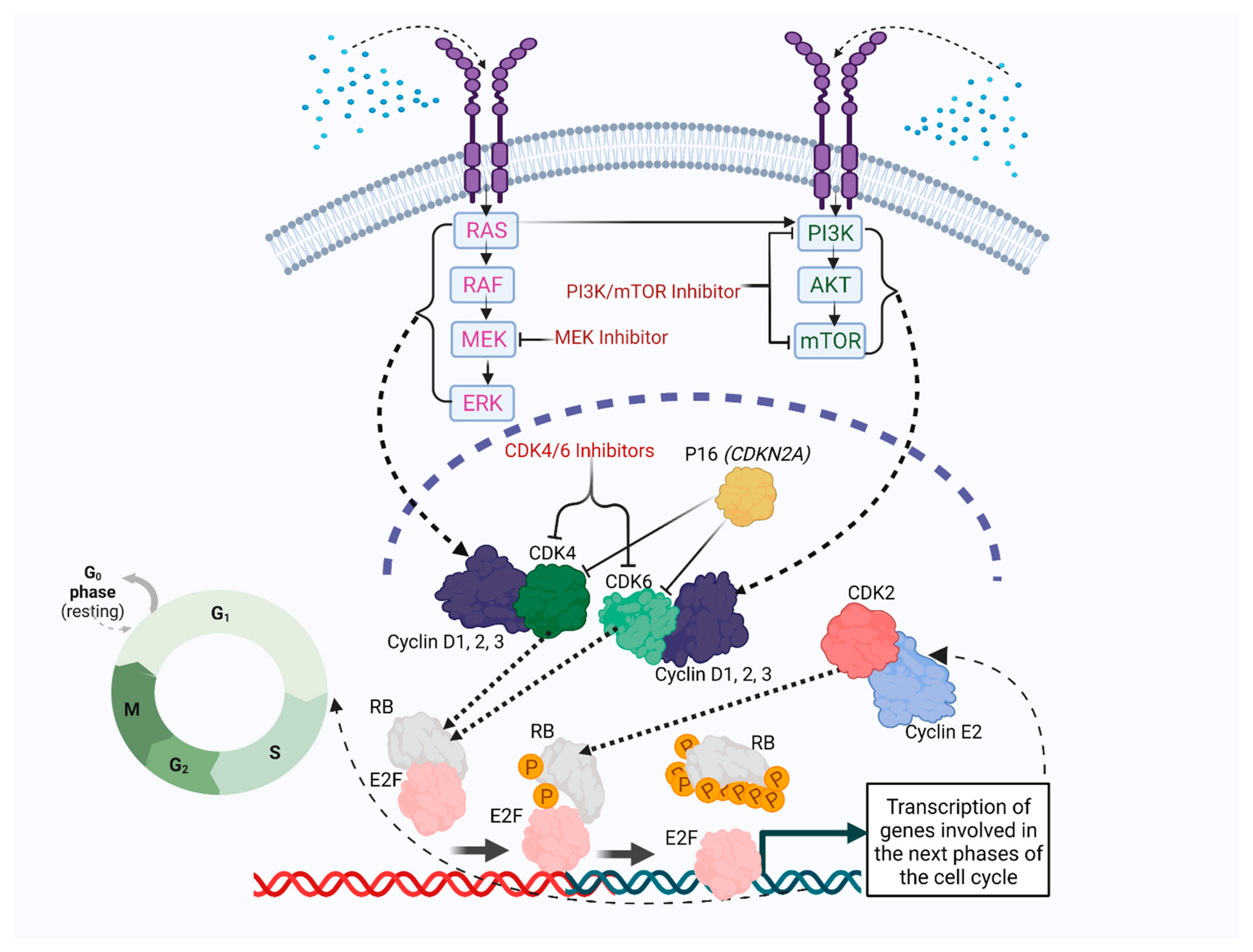 Cancers | Free Full-Text | Precision Medicine Highlights Dysregulation of  the CDK4/6 Cell Cycle Regulatory Pathway in Pediatric, Adolescents and  Young Adult Sarcomas
