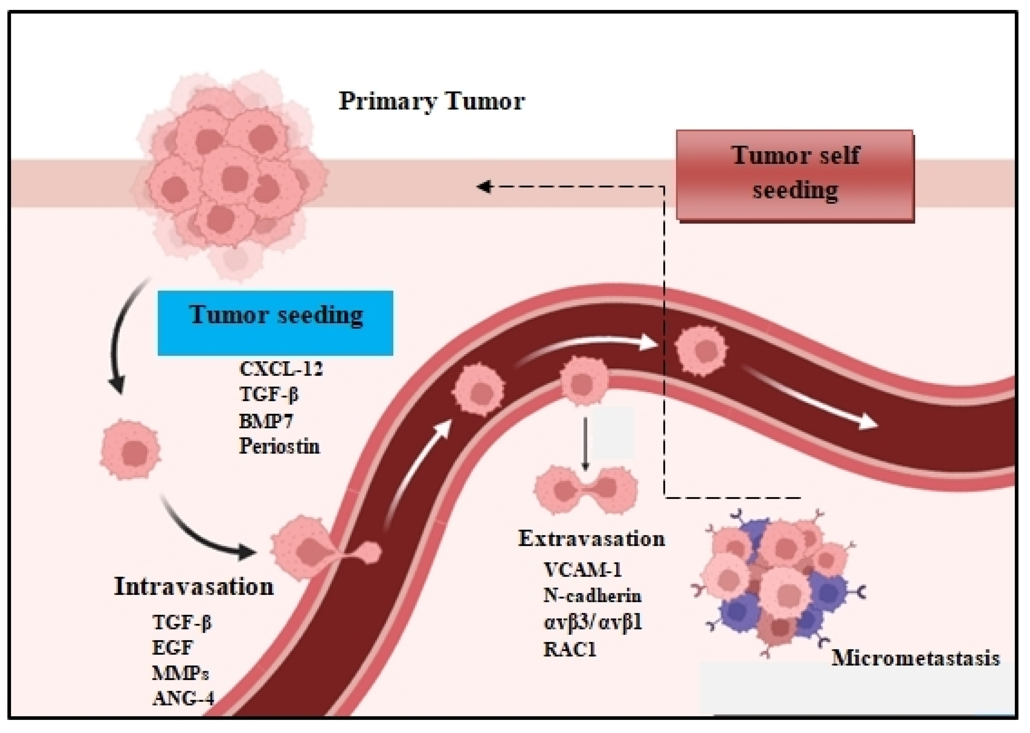 Cancers Free Full Text Molecular And Immune Phenotypic Modifications During Metastatic