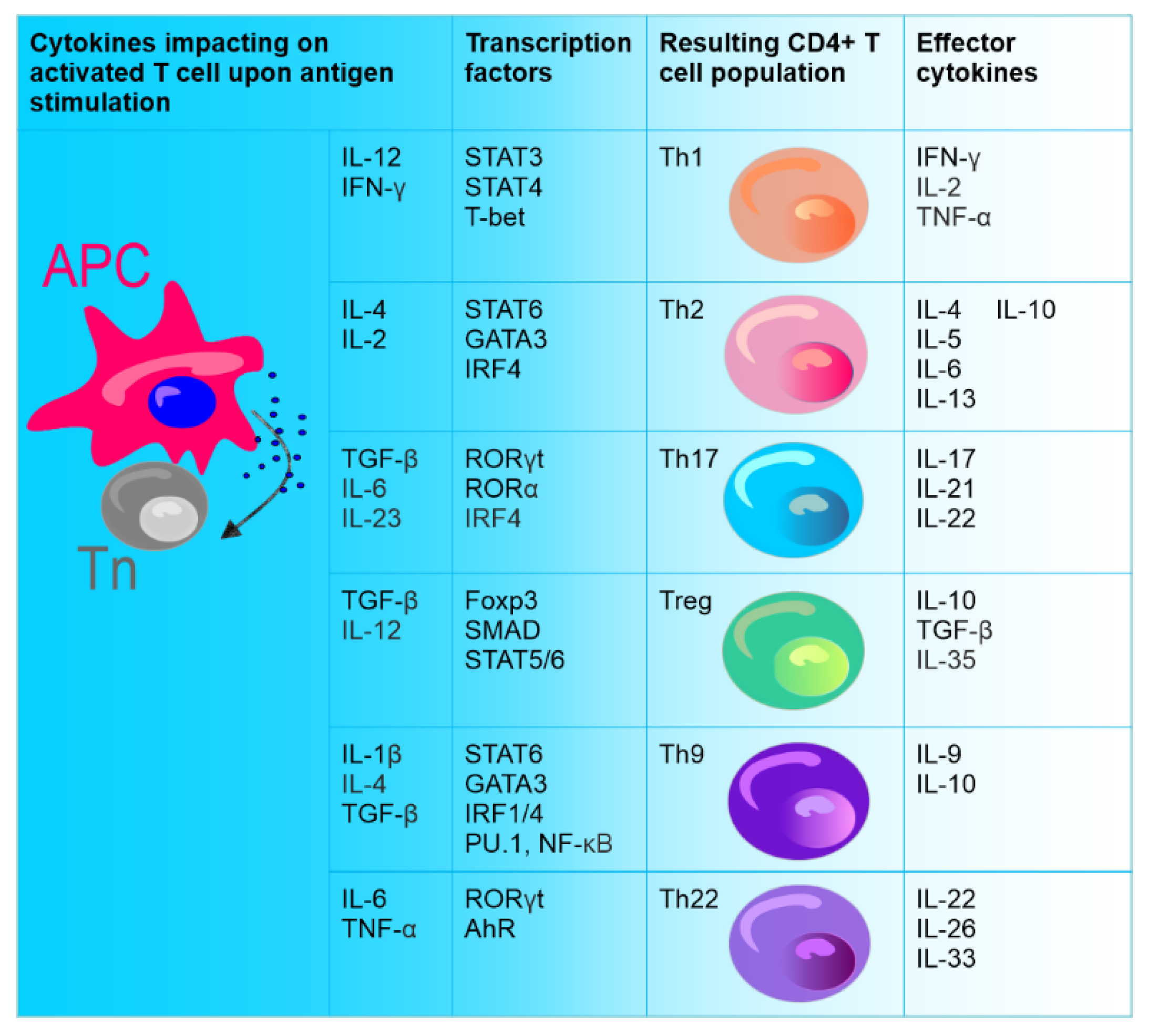 Rora is expressed in activated T cells in vivo, with mainly