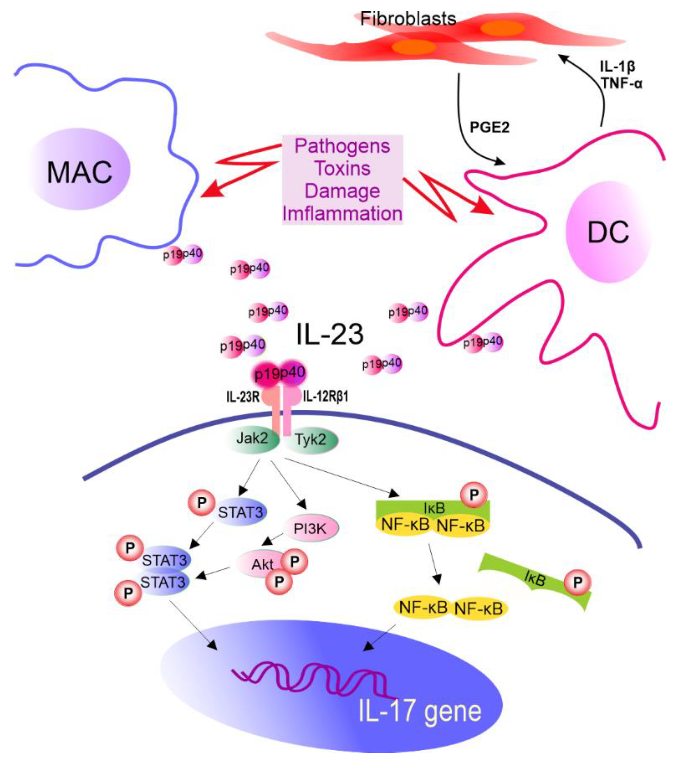 Cancers 14 03649 g002
