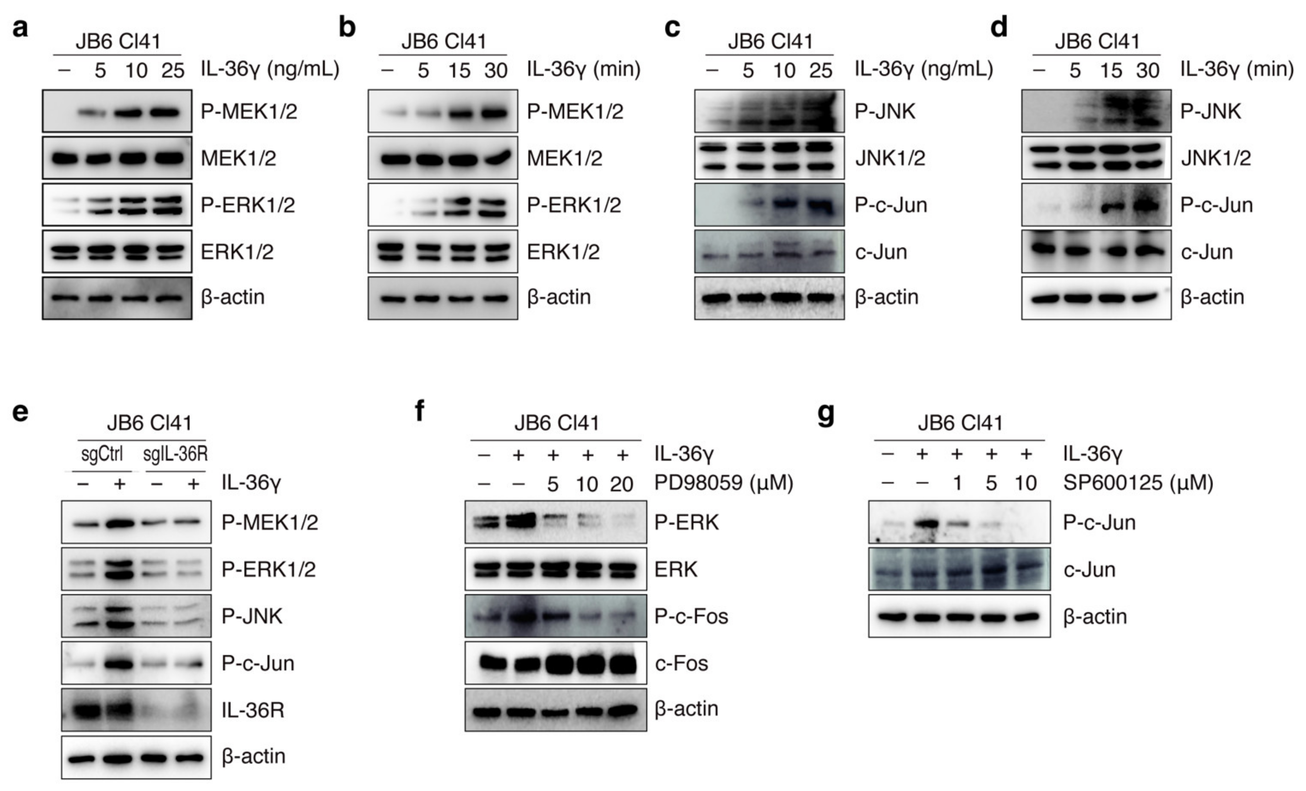 Cancers 14 03654 g002