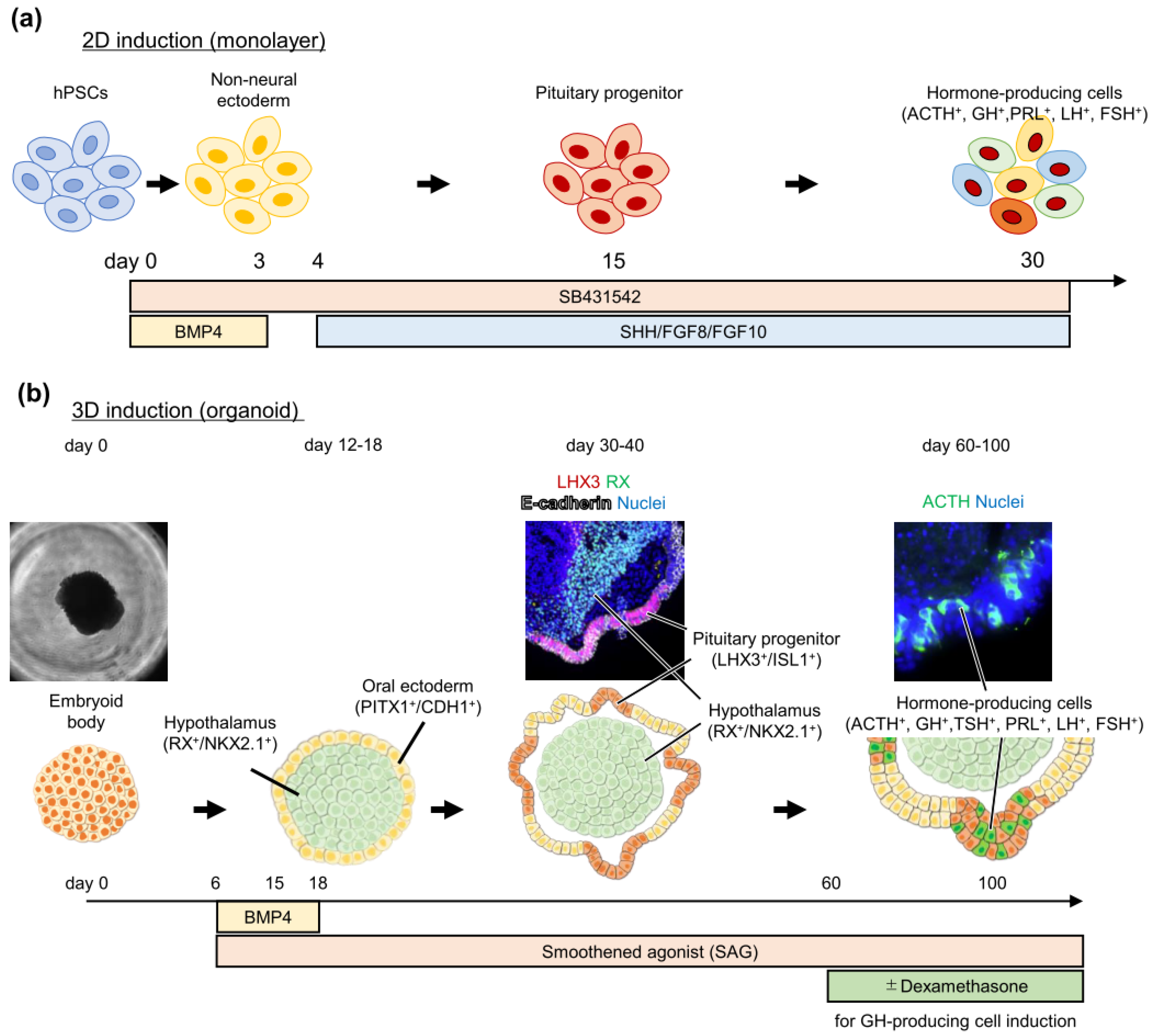 Cancers 14 03660 g001