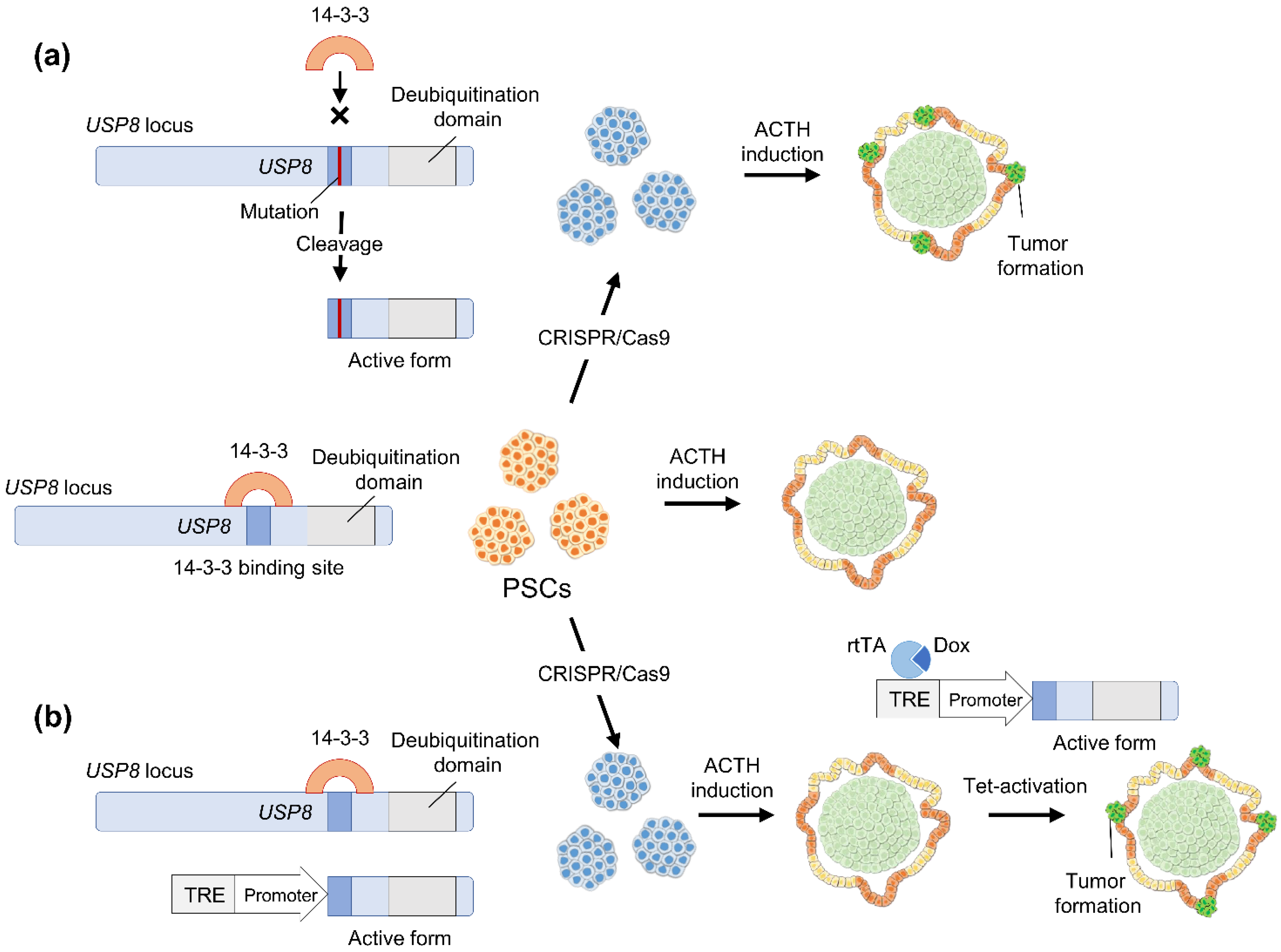 Cancers 14 03660 g003