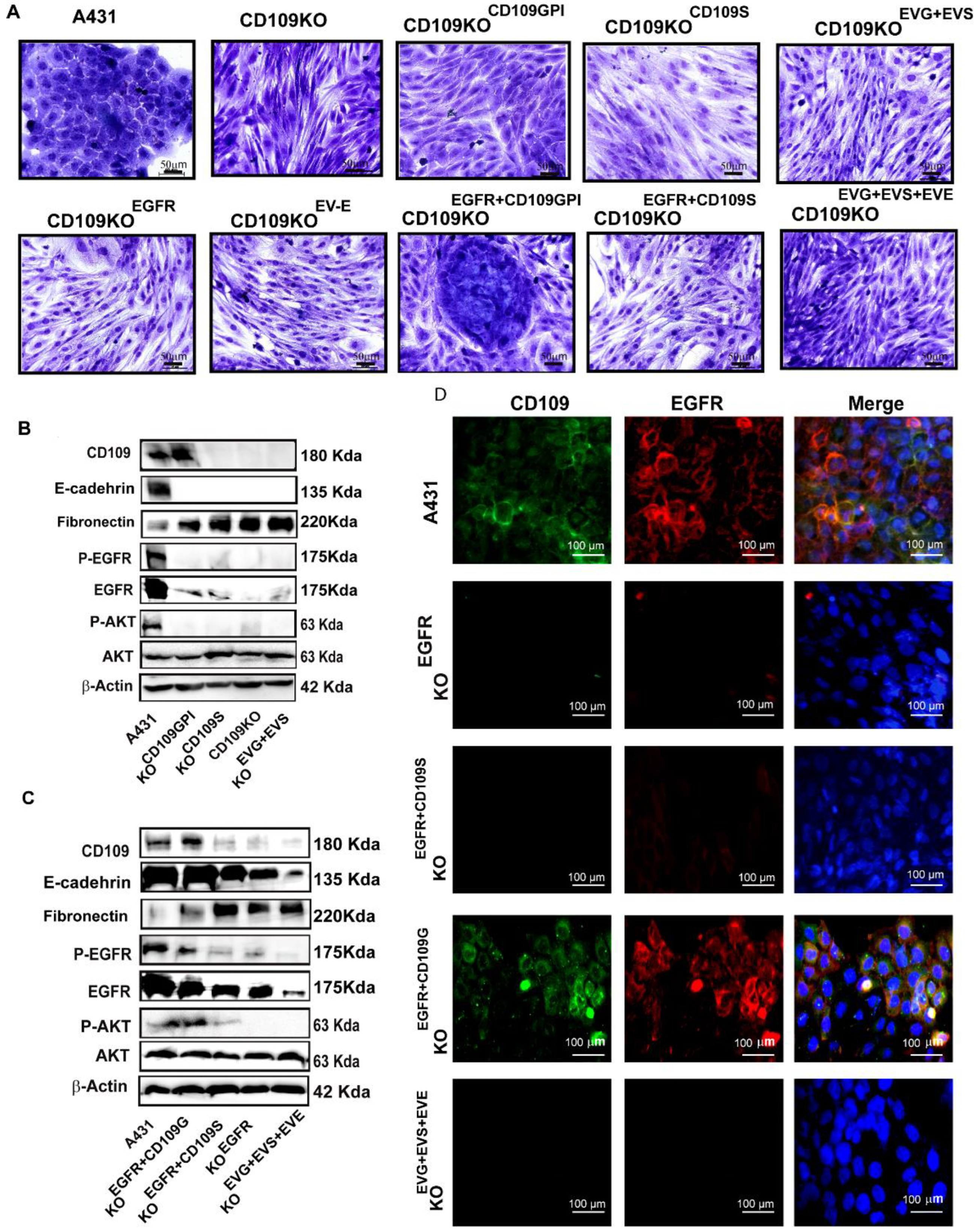 Cancers 14 03672 g006 Cancers 14 03672 g006
