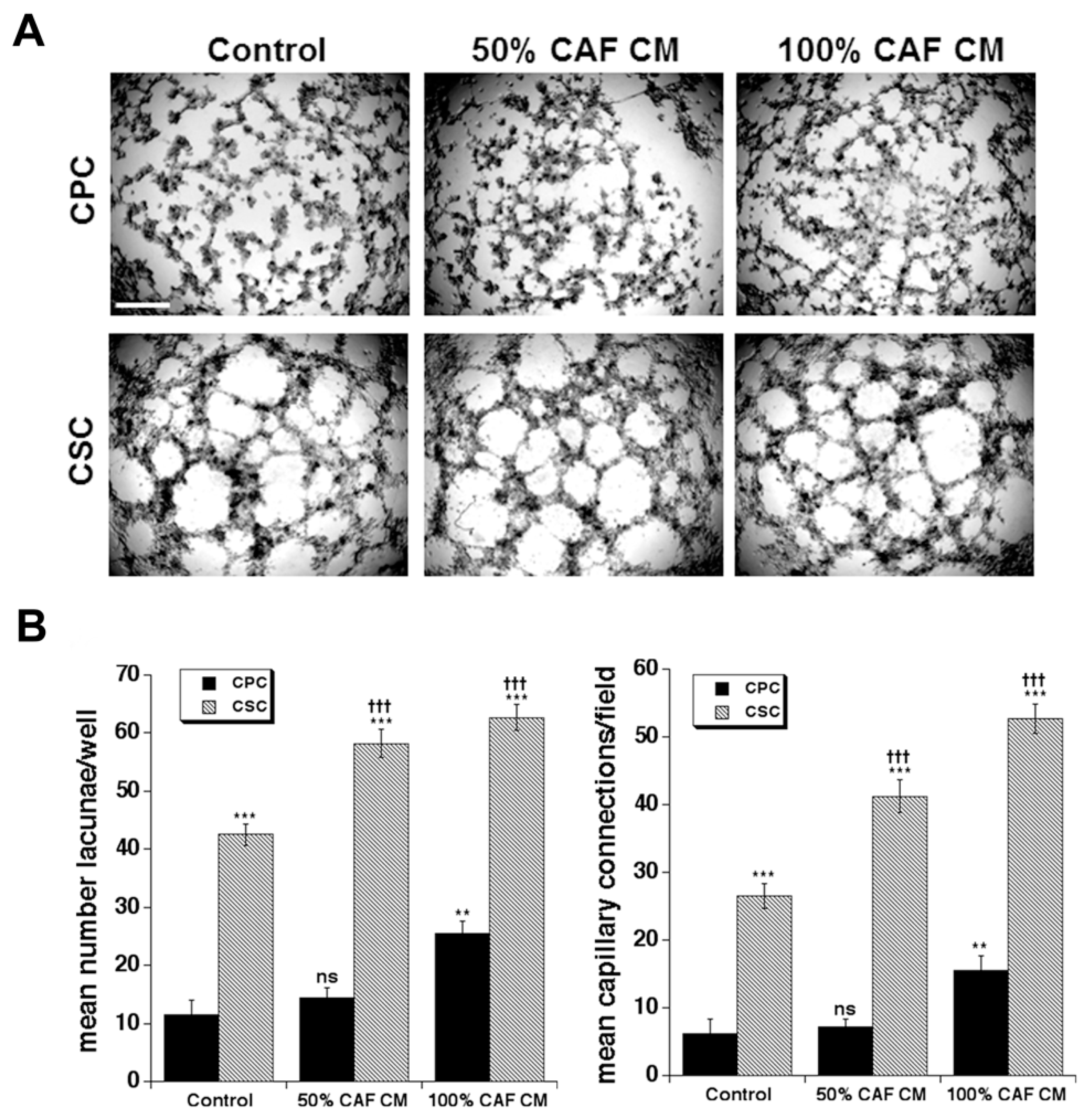 Cancers 14 03737 g003