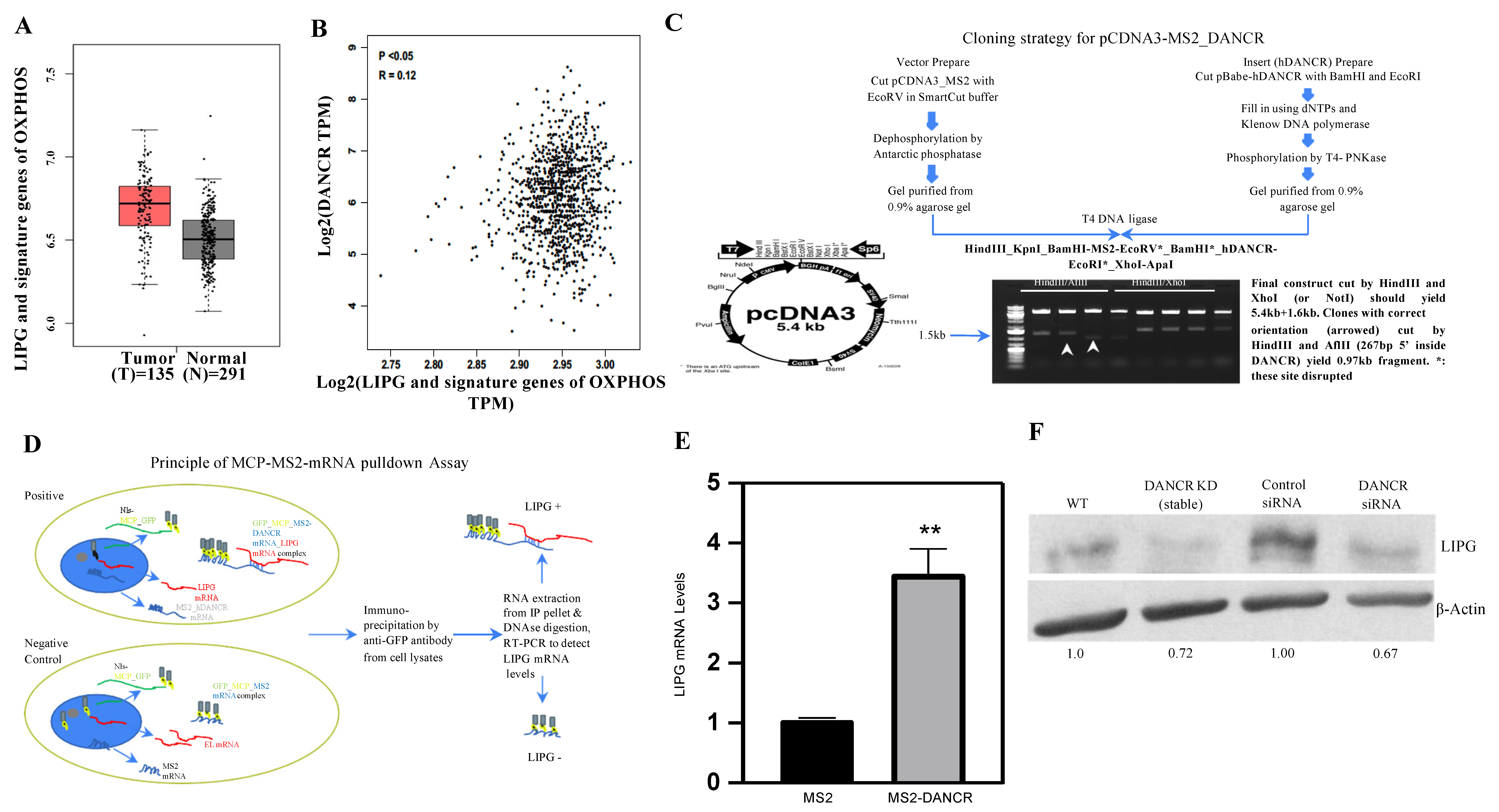 Cancers 14 03763 g001