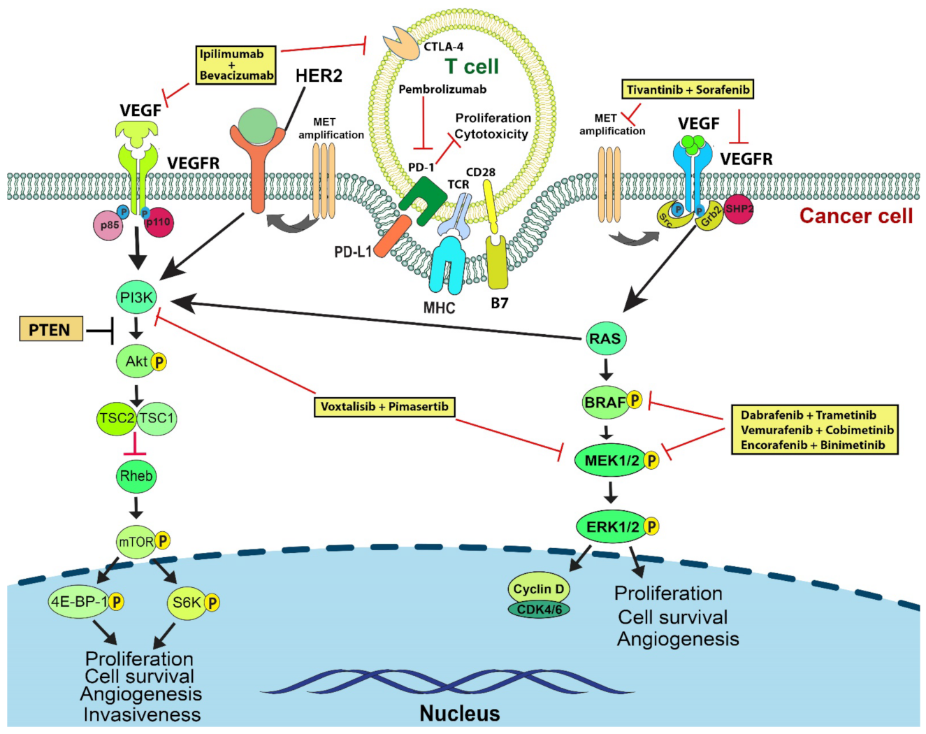 Cancers 14 03779 g001