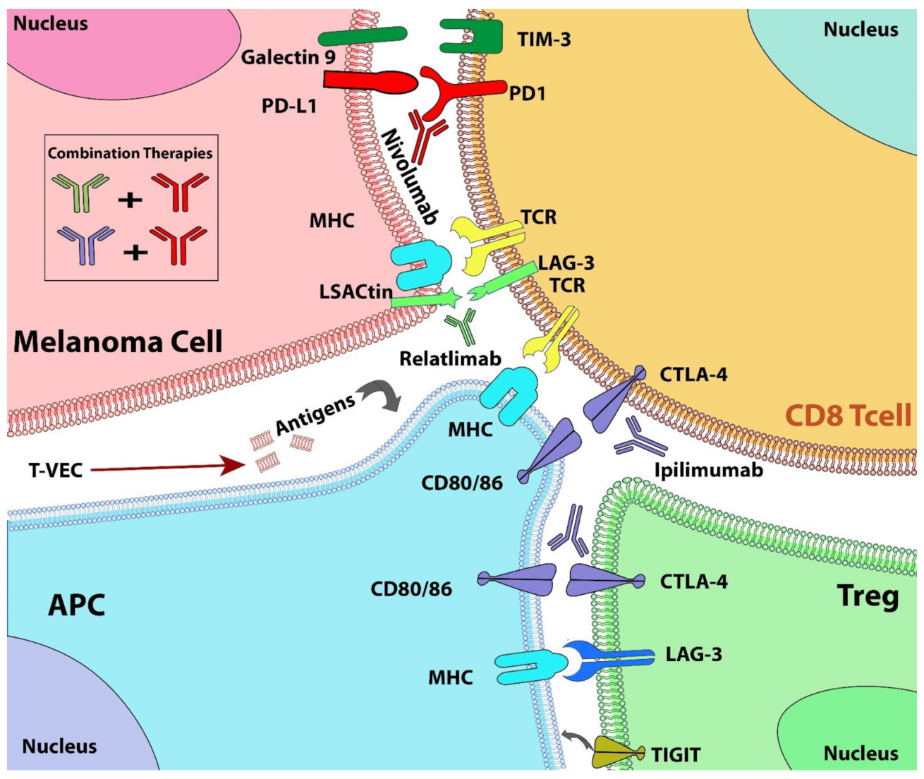 Cancers 14 03779 g003