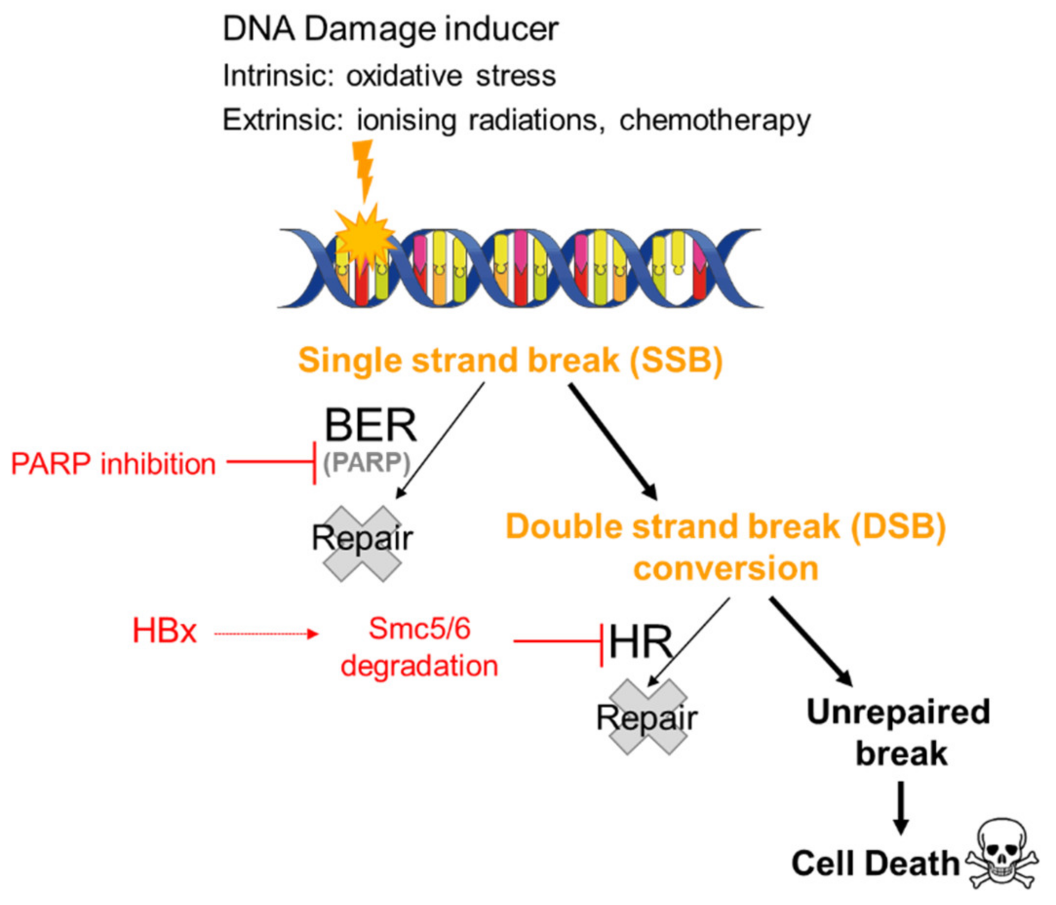 Cancers 14 03806 g001 Cancers 14 03806 g001