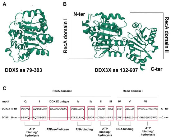 Cancers | Free Full-Text | DEAD-Box RNA Helicases DDX3X and DDX5 