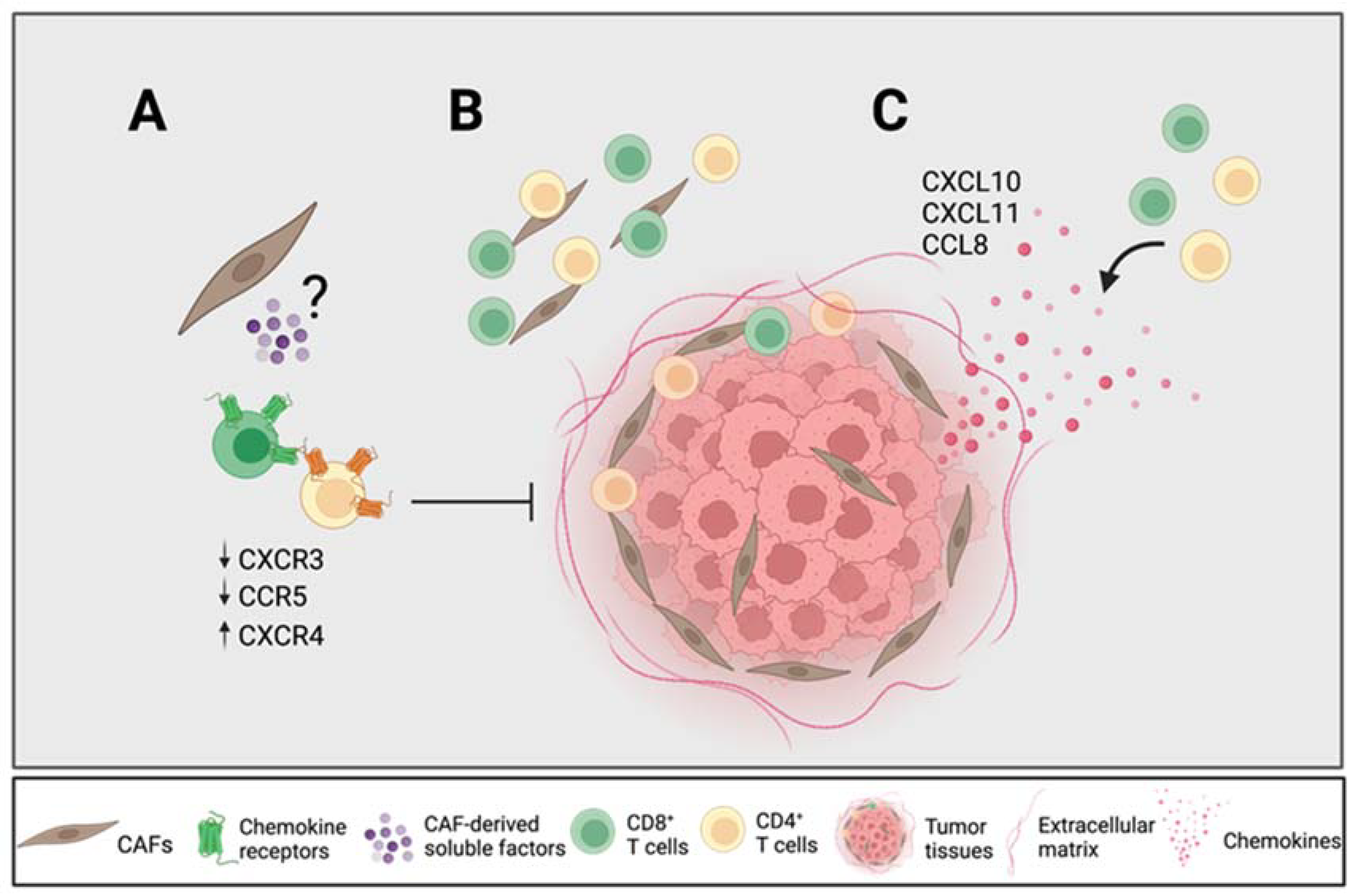 How small proteins called chemokines could be the answer to getting cancer-busting  CAR-T cells directly into solid tumours - Carina Biotech