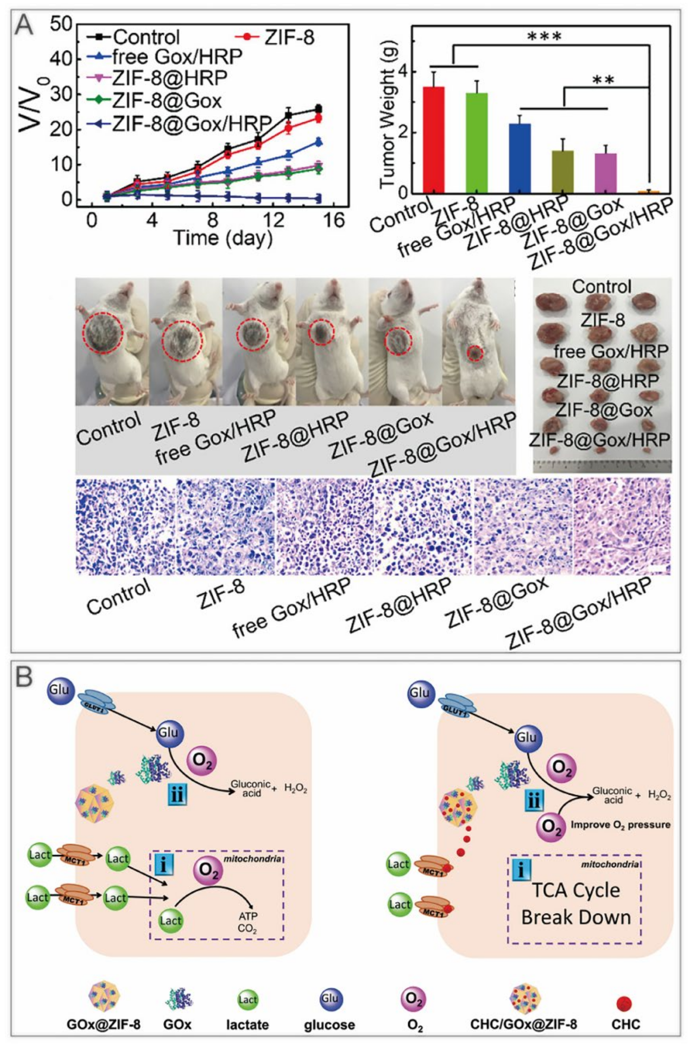 Cancers 14 03935 g003