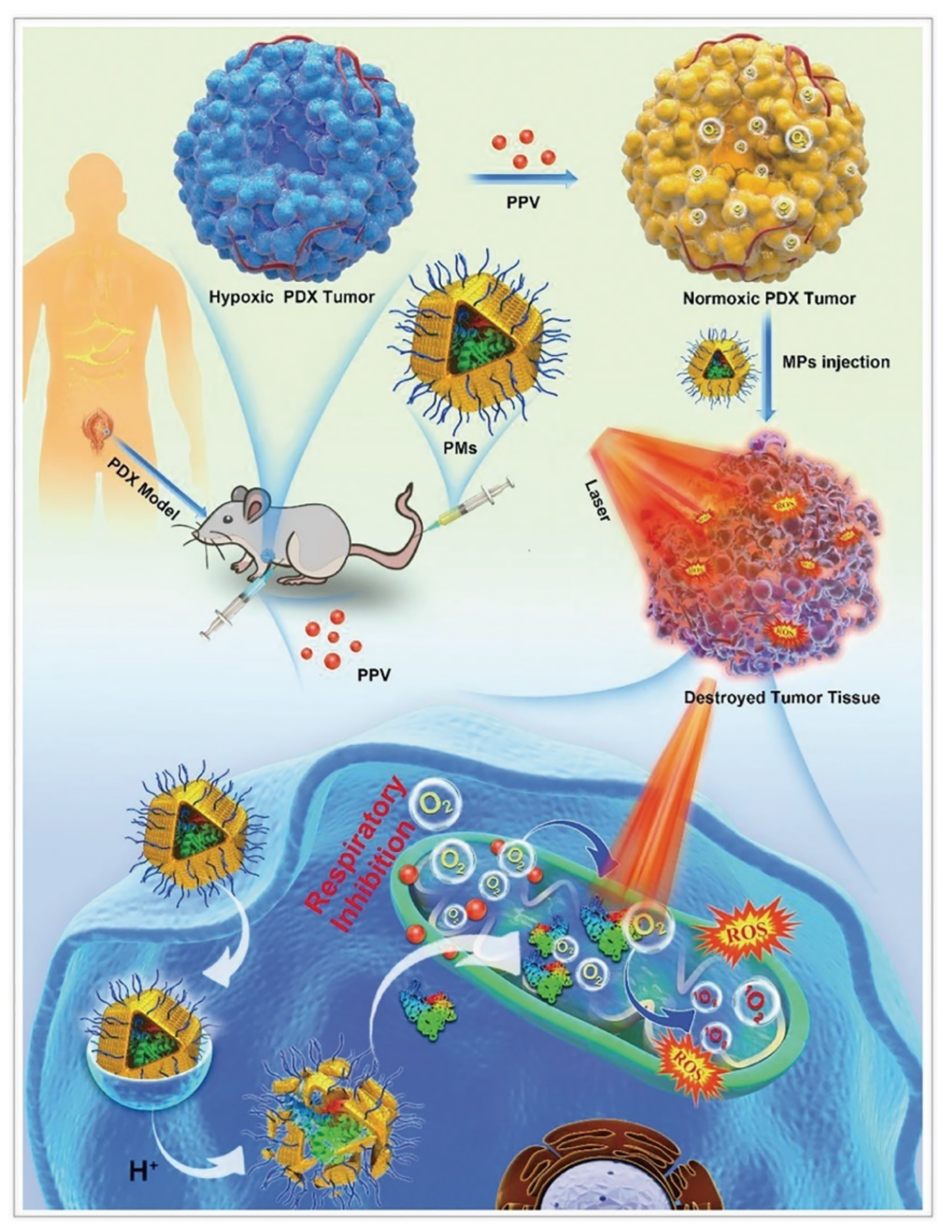 Cancers 14 03935 g004