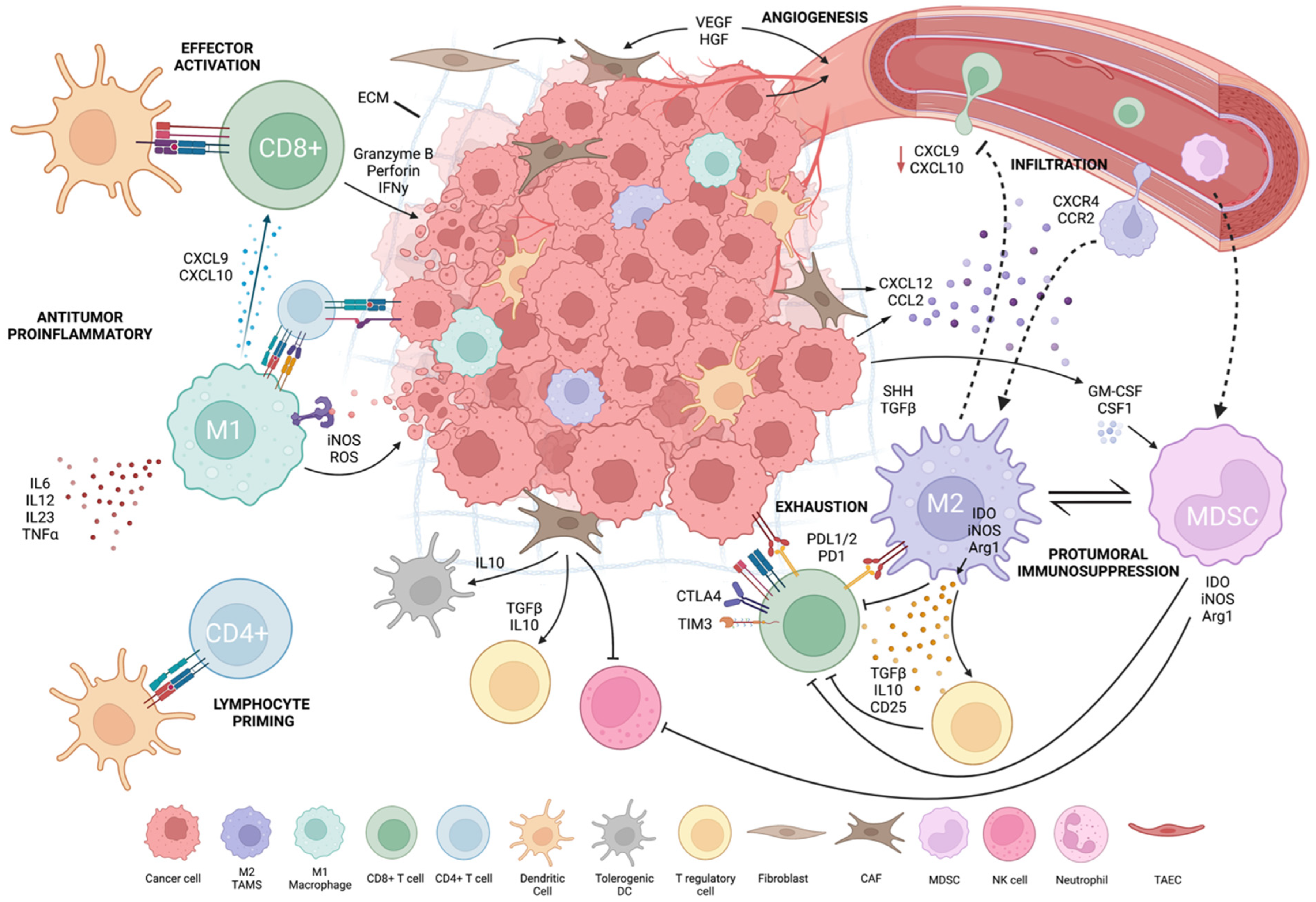 Cancers | Free Full-Text | Recent Advances and Challenges in Cancer  Immunotherapy | HTML