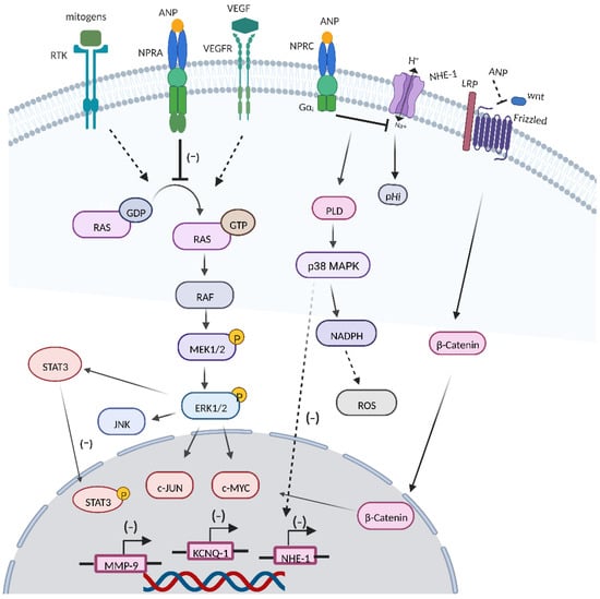 Cancers | Free Full-Text | Pleiotropic Roles of Atrial Natriuretic ...