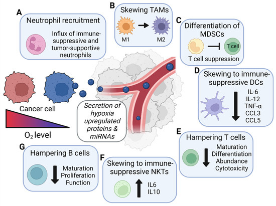 The suppressive functions of Rora in B lineage cell proliferation