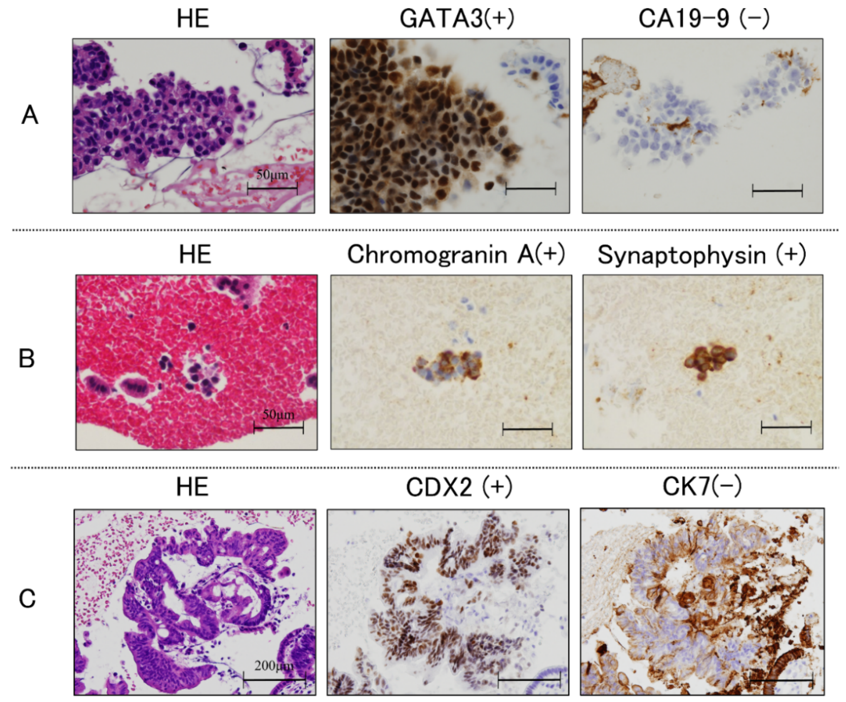 Cancers 14 04147 g002