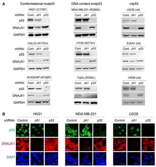 https://www.mdpi.com/cancers/cancers-14-04187/article_deploy/html/images/cancers-14-04187-g001-550.jpg