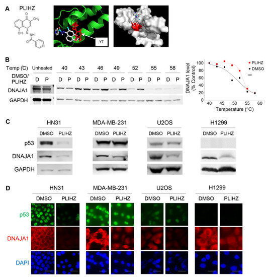 Peacock™ Prestained Protein Marker - Biotium