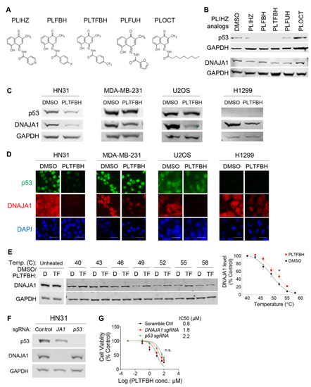 Peacock™ Prestained Protein Marker - Biotium