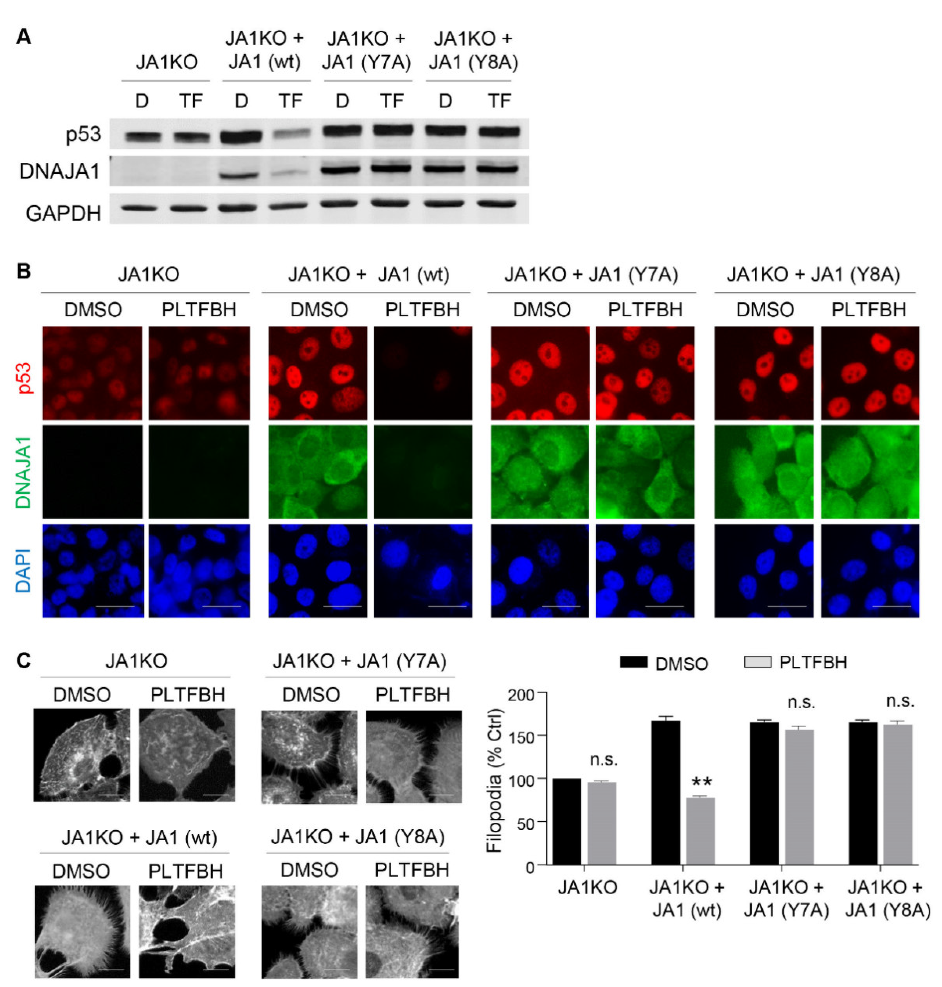 Peacock™ Prestained Protein Marker - Biotium