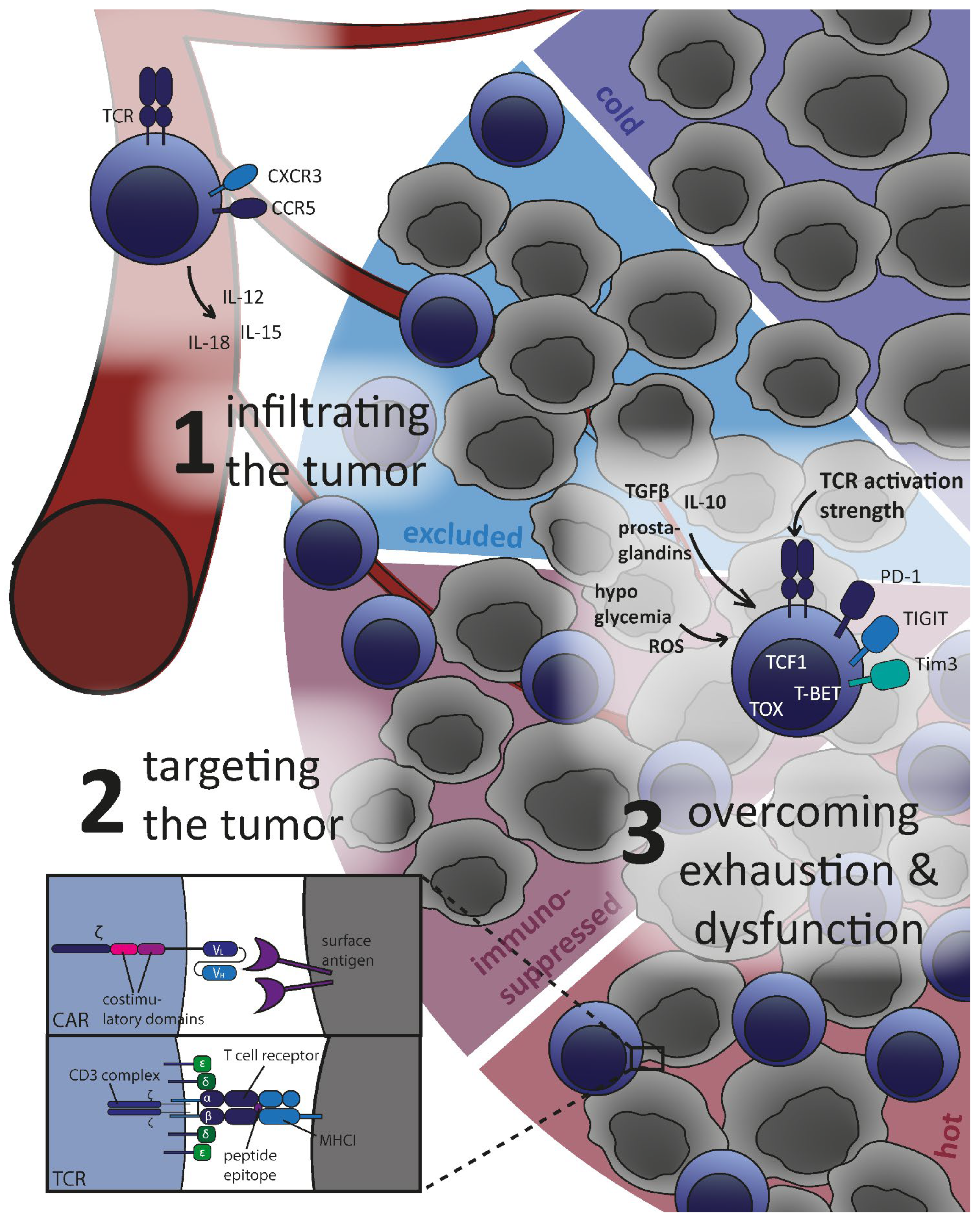 Cancers | Free Full-Text | Paving the Way to Solid Tumors: Challenges and  Strategies for Adoptively Transferred Transgenic T Cells in the Tumor  Microenvironment