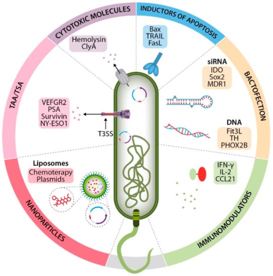 Recombinant Attenuated Salmonella enterica as a Delivery System of  Heterologous Molecules in Cancer Therapy