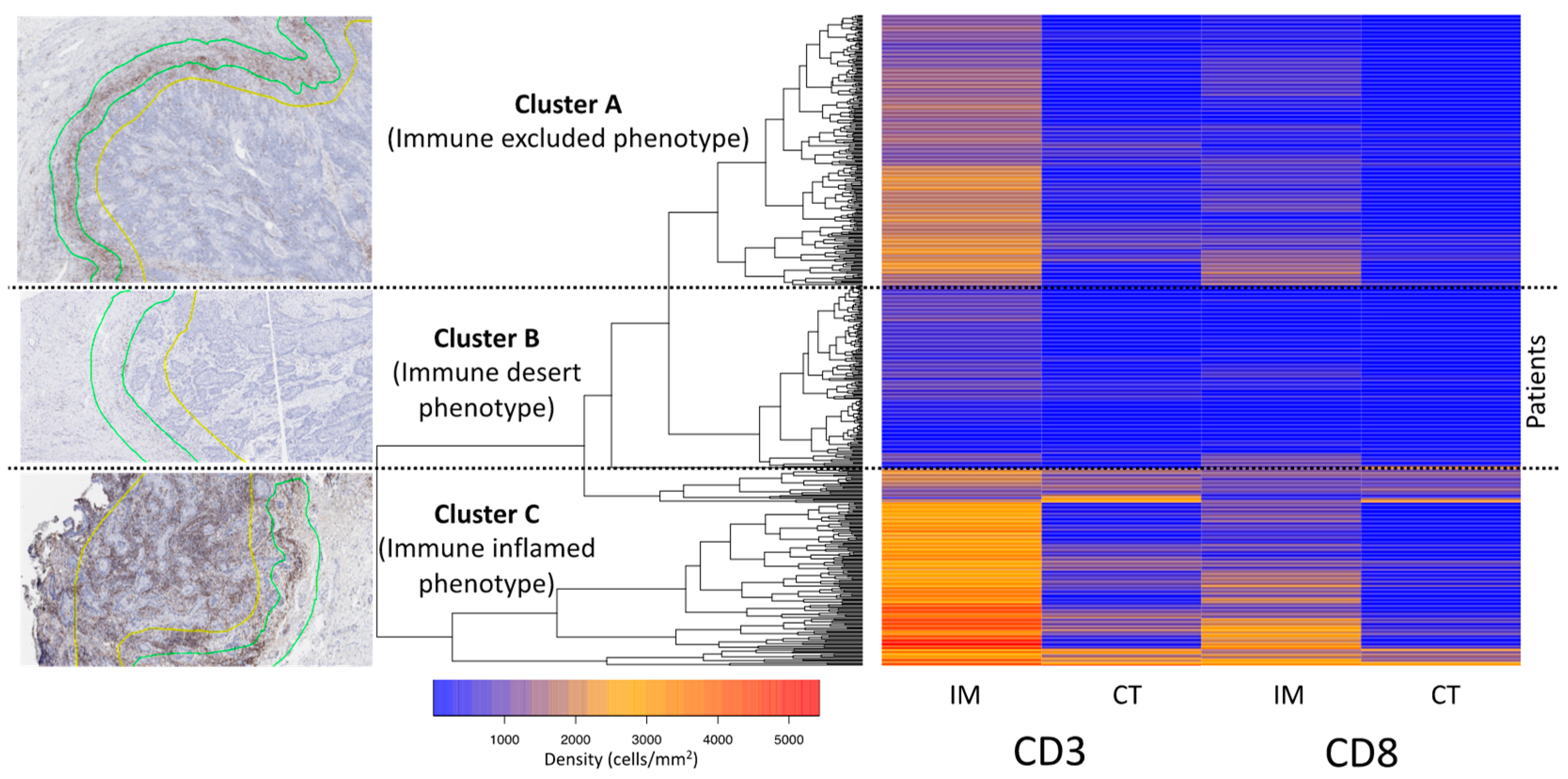Cancers 14 04246 g003