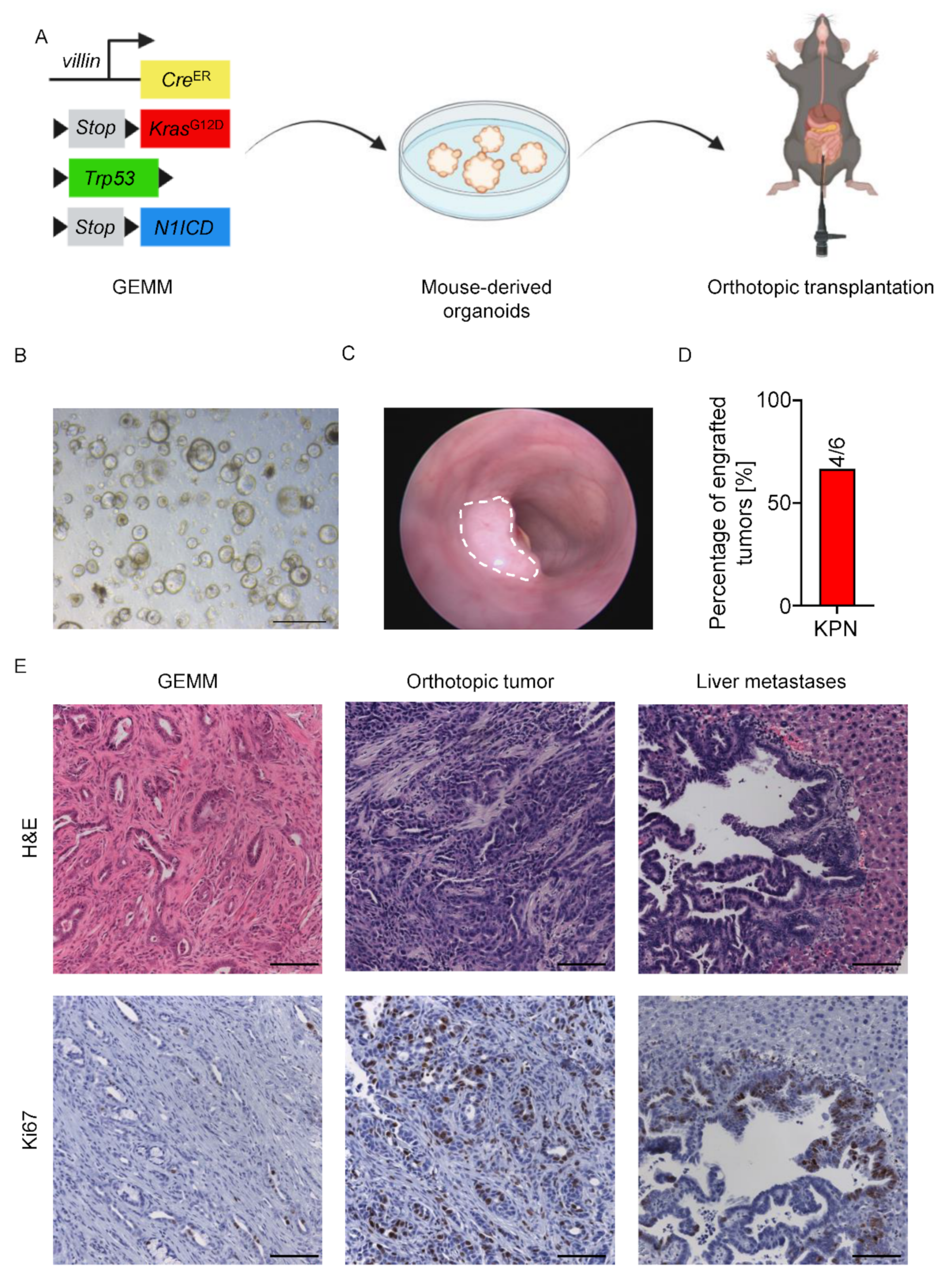 Cancers 14 04260 g003