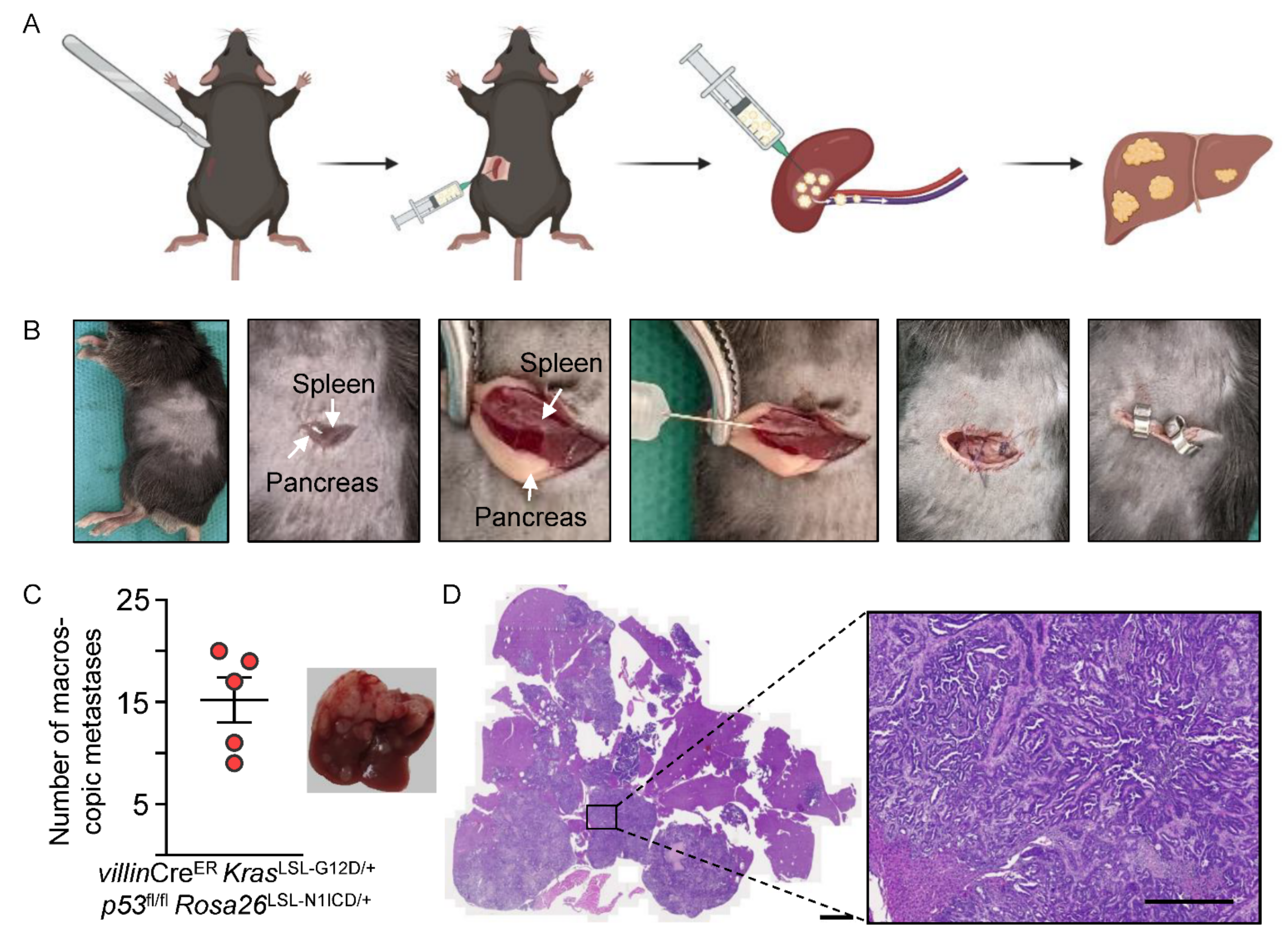 Cancers 14 04260 g004