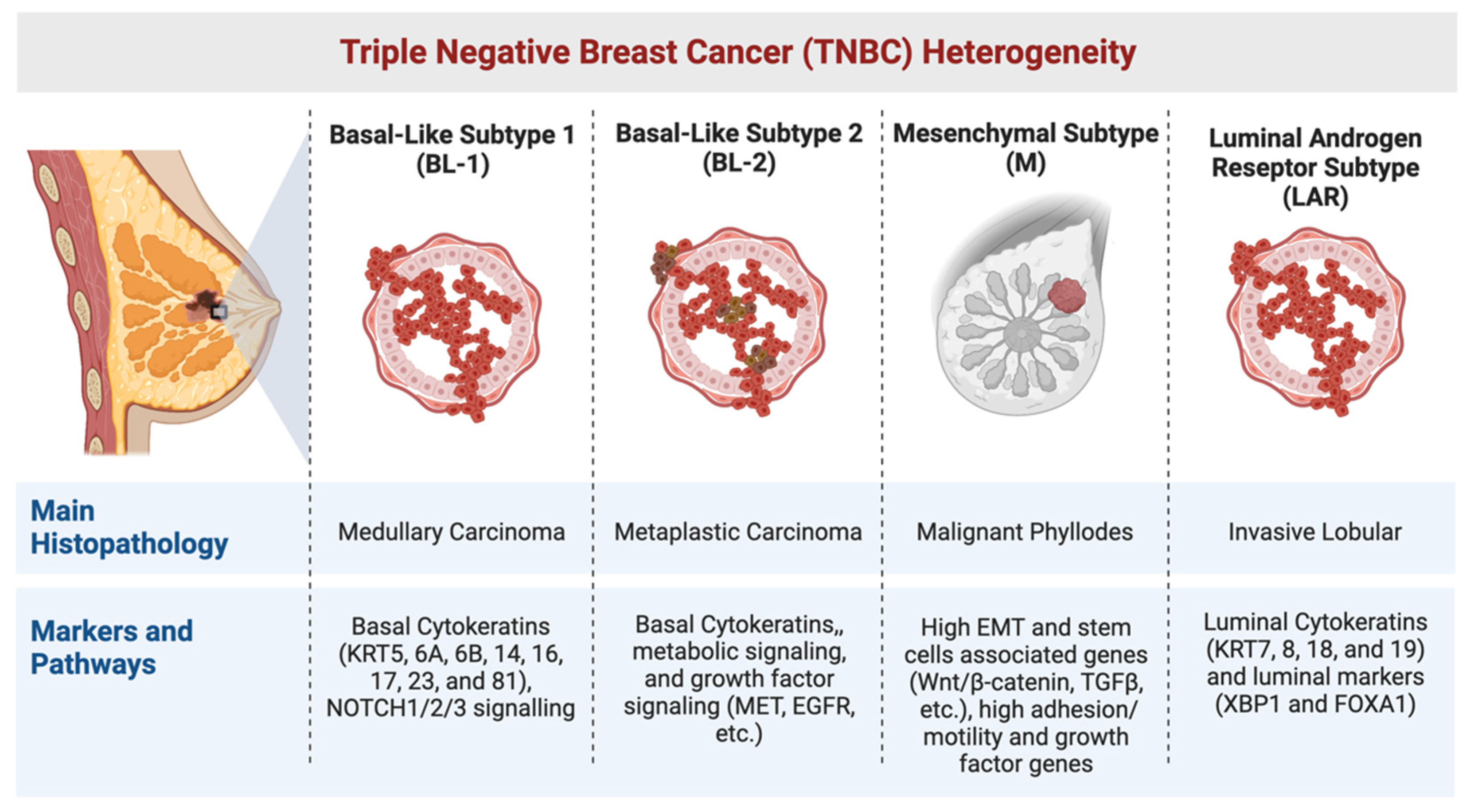 A new clue into treatments for triple negative breast cancer, a