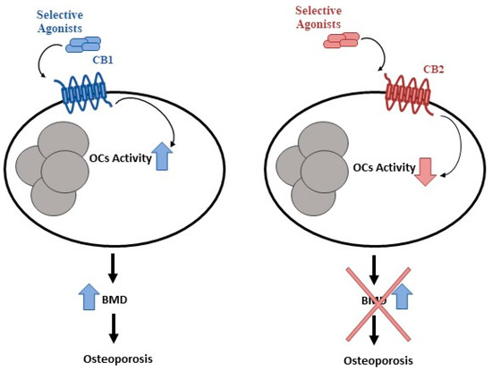 Cancers | Free Full-Text | Osteoporosis in Childhood Cancer Survivors ...