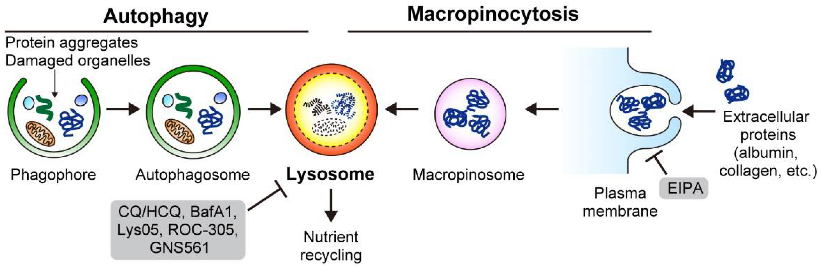 Cancers 14 04351 g002