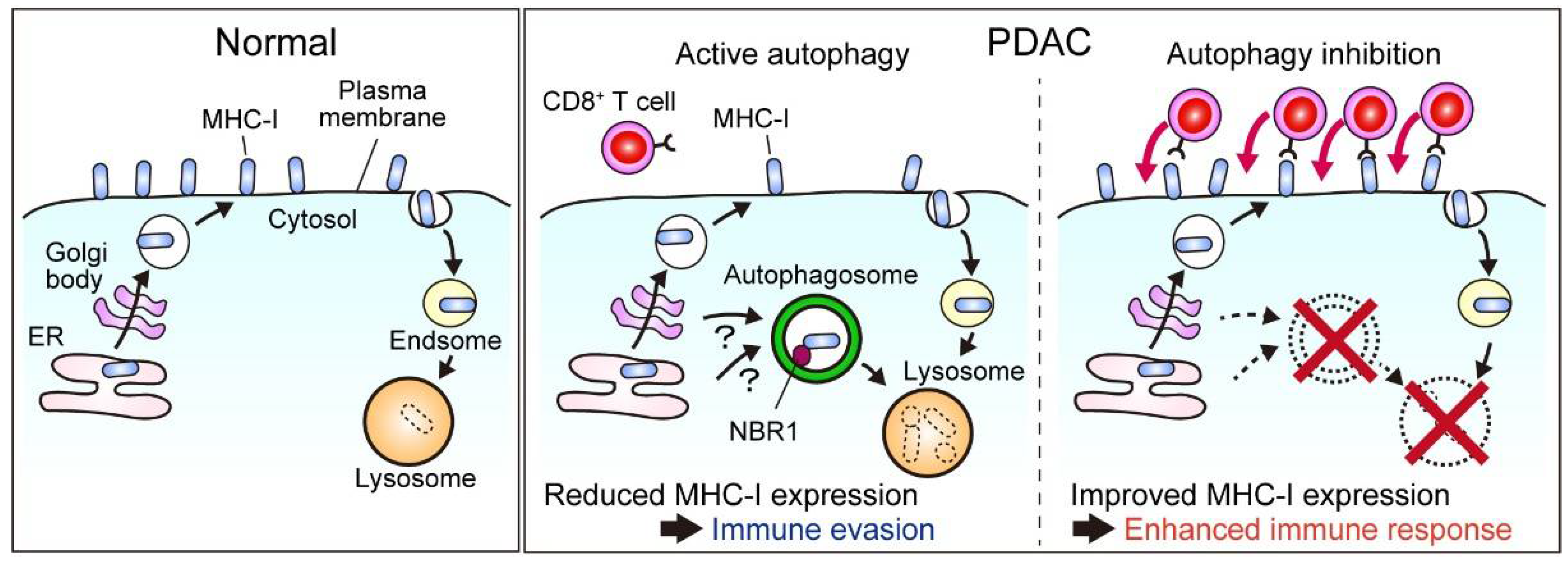 Cancers 14 04351 g005