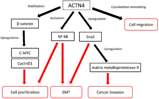 PDF) ACTN4 gene amplification is a predictive biomarker for