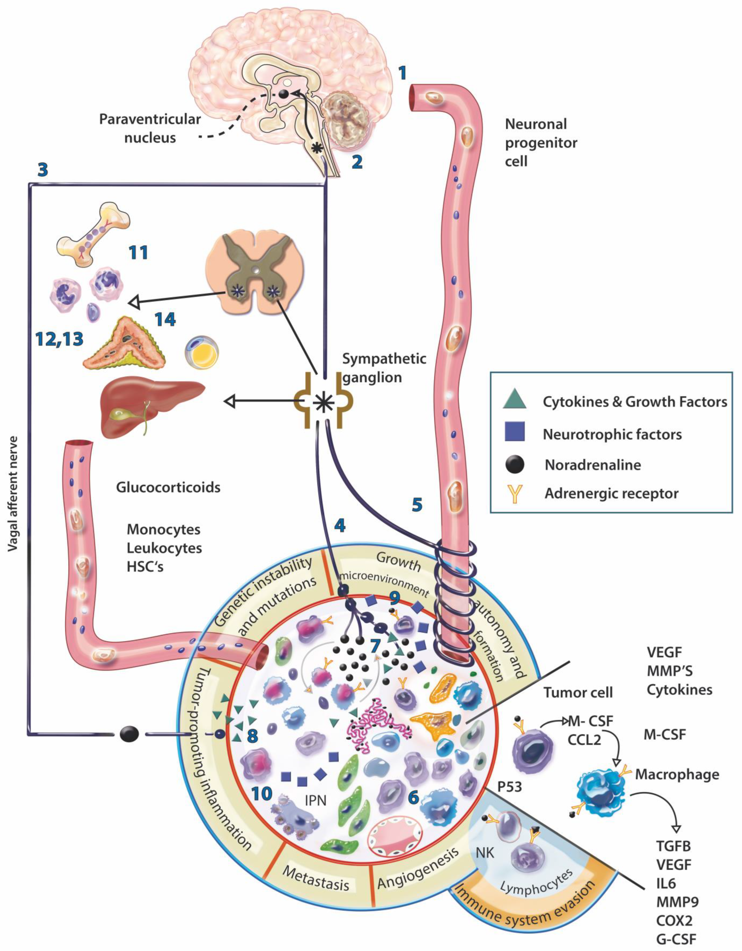 Cancers 14 04372 g001 Cancers 14 04372 g001