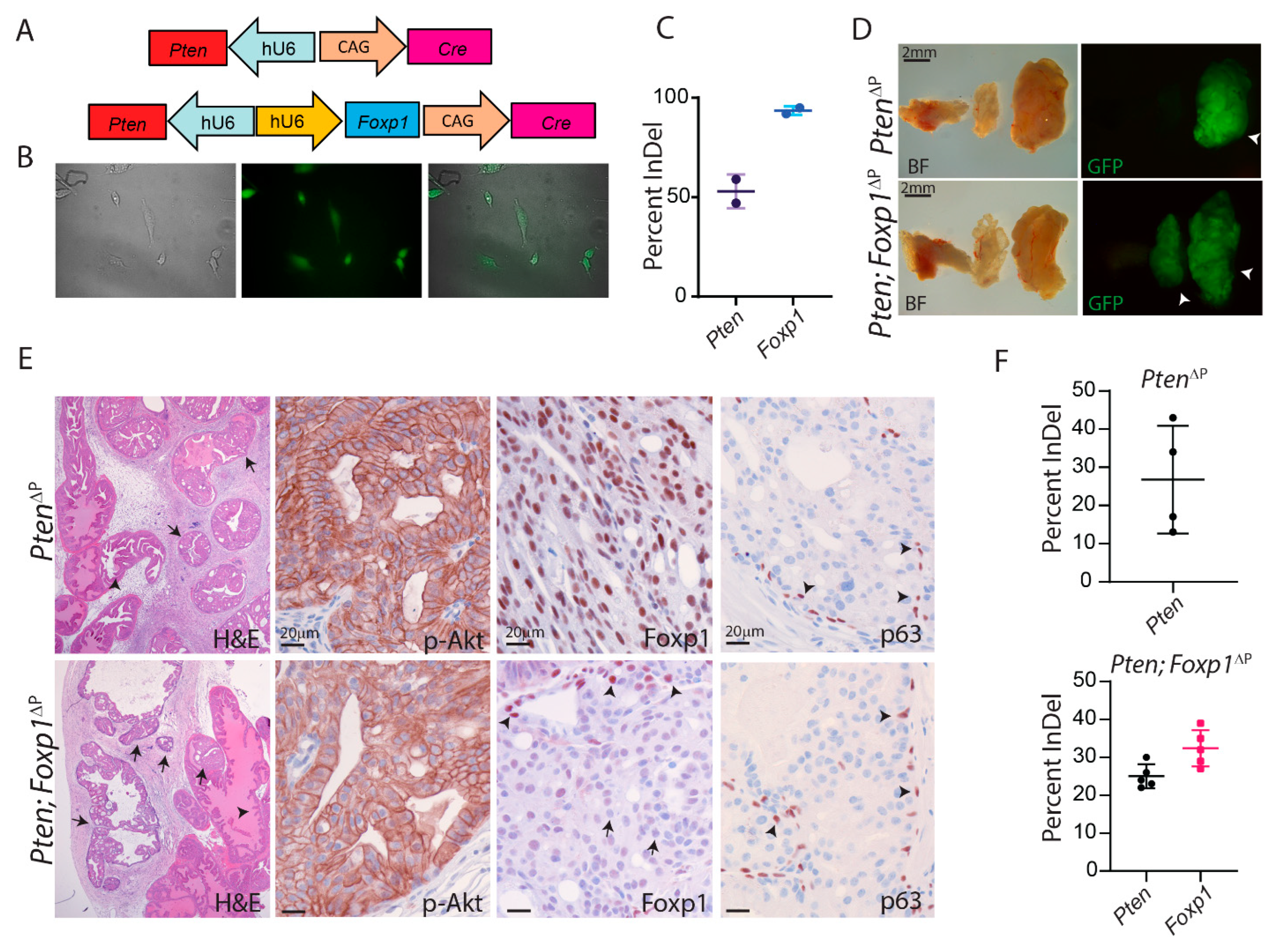 Cancers 14 04381 g002