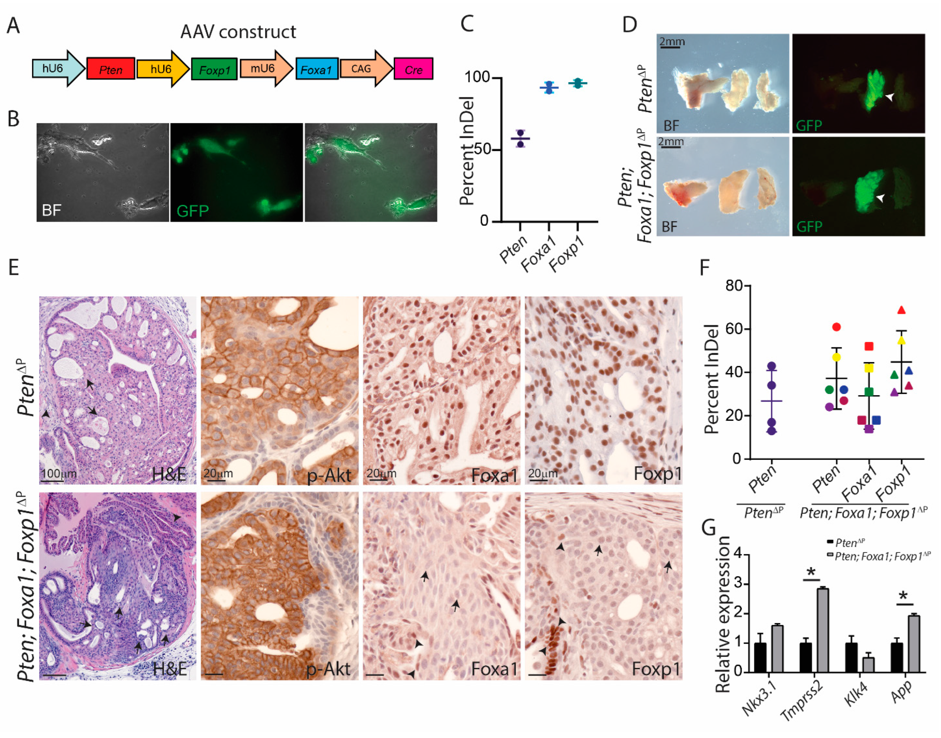 Cancers 14 04381 g004