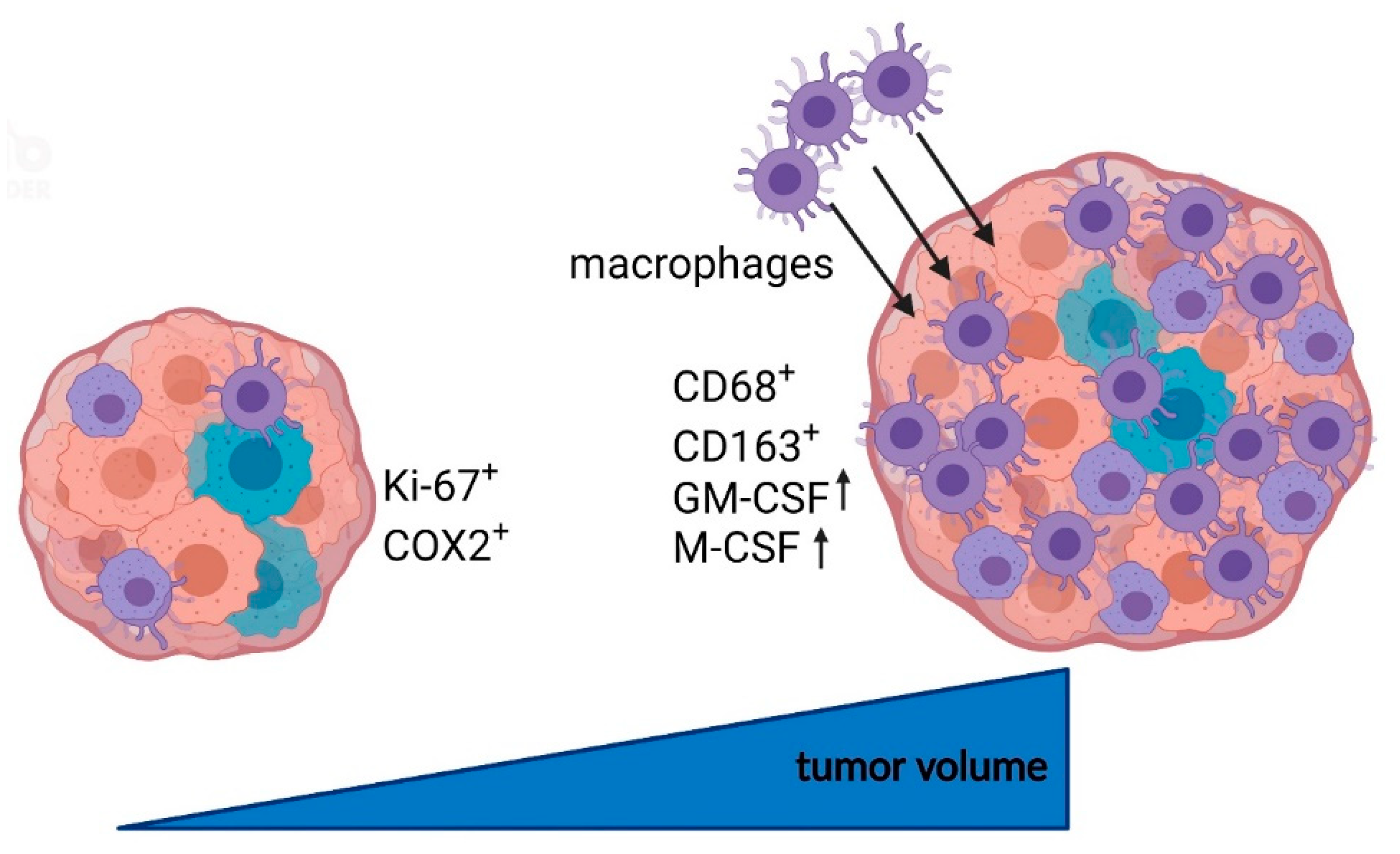 Cancers 14 04429 g009